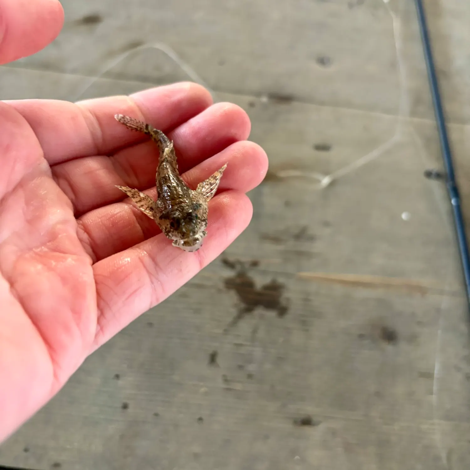 The most recent Great sculpin catches on Fishbrain