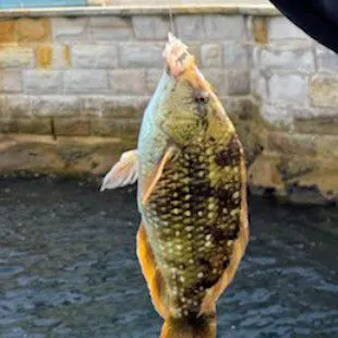 Fish caught on Fishbrain