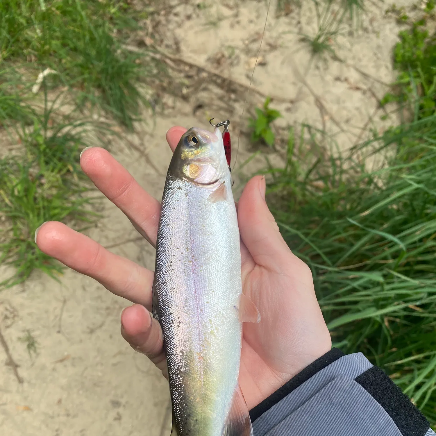 Rainbow trout caught on Fishbrain