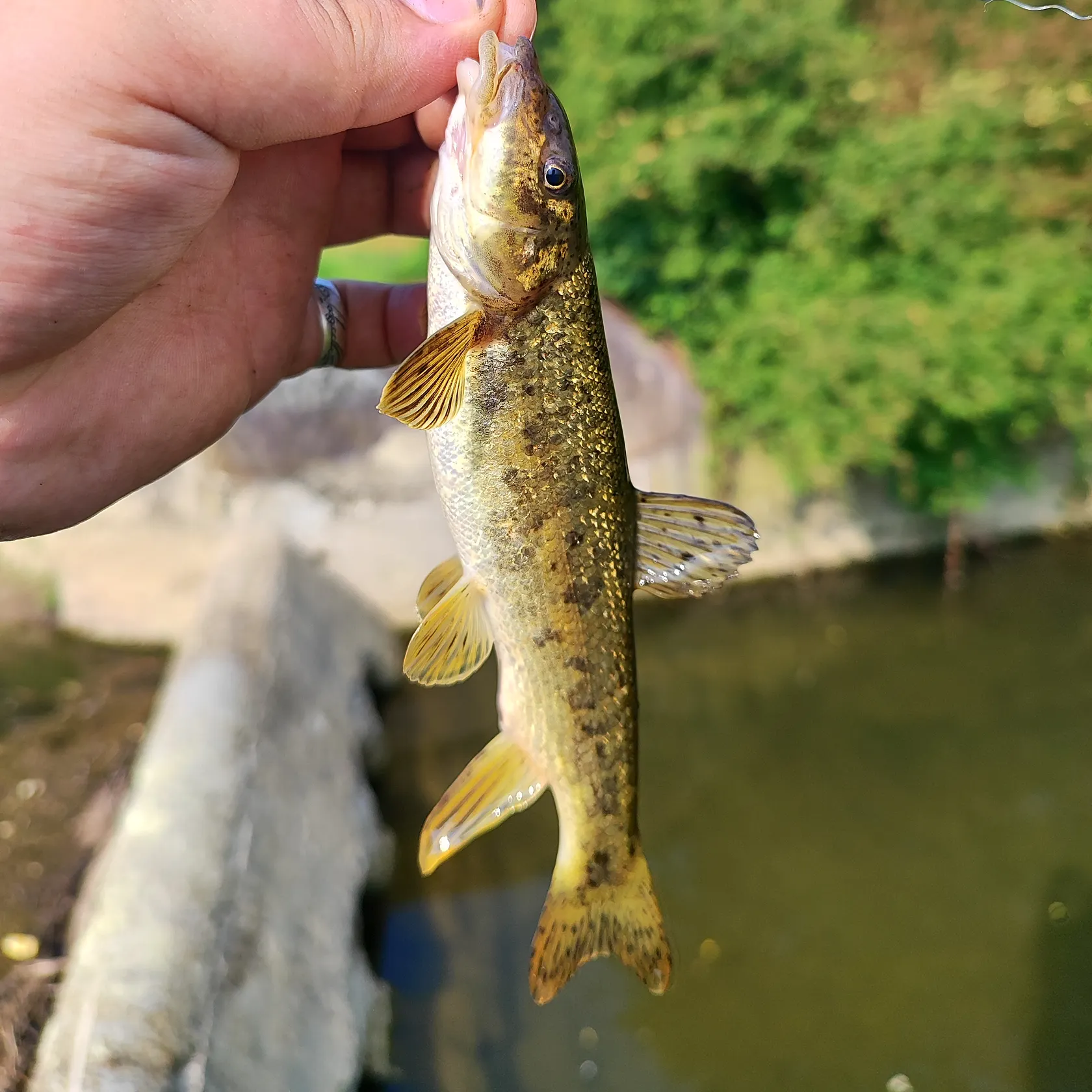 The most popular recent Mediterranean barbel catch on Fishbrain