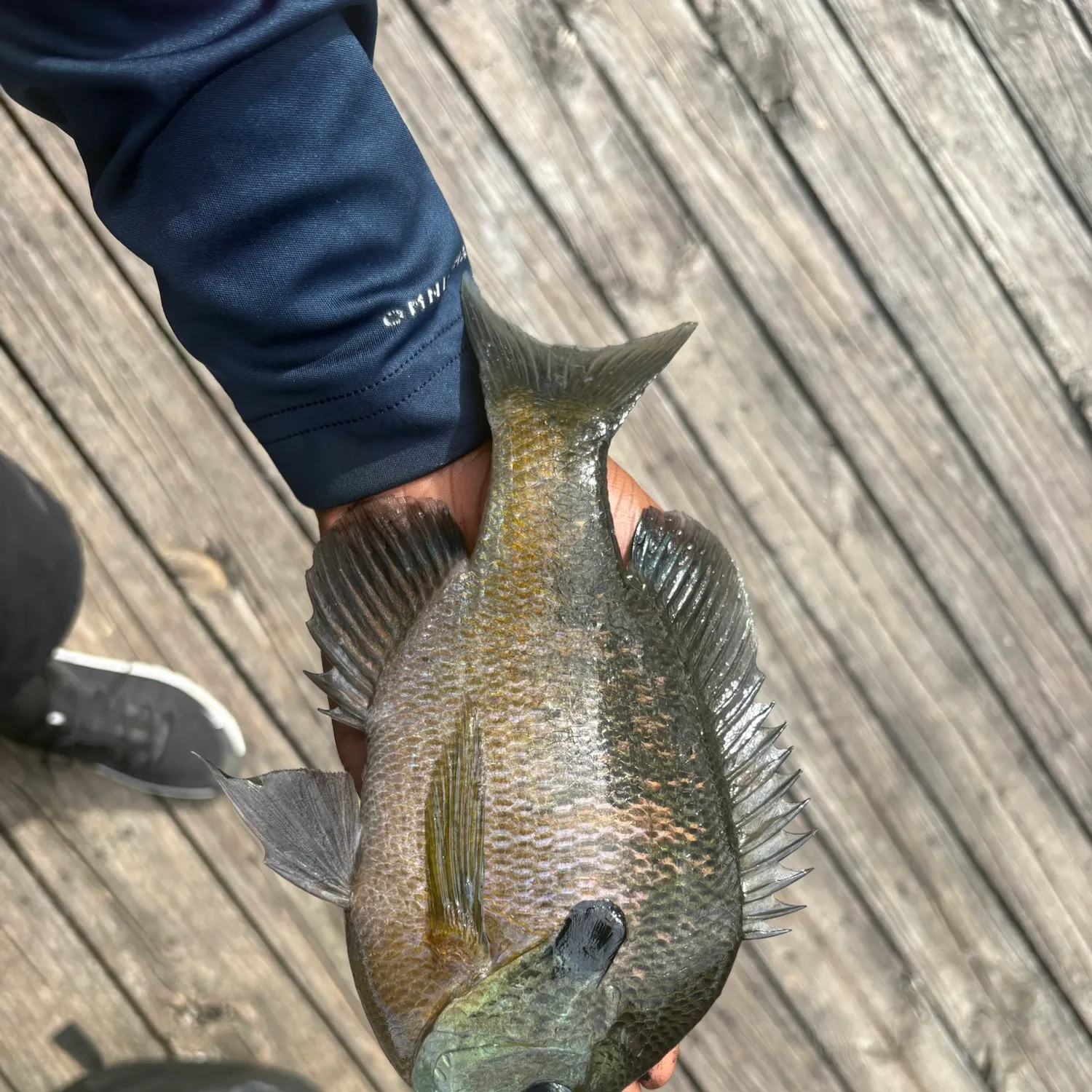 Bluegill caught on Fishbrain