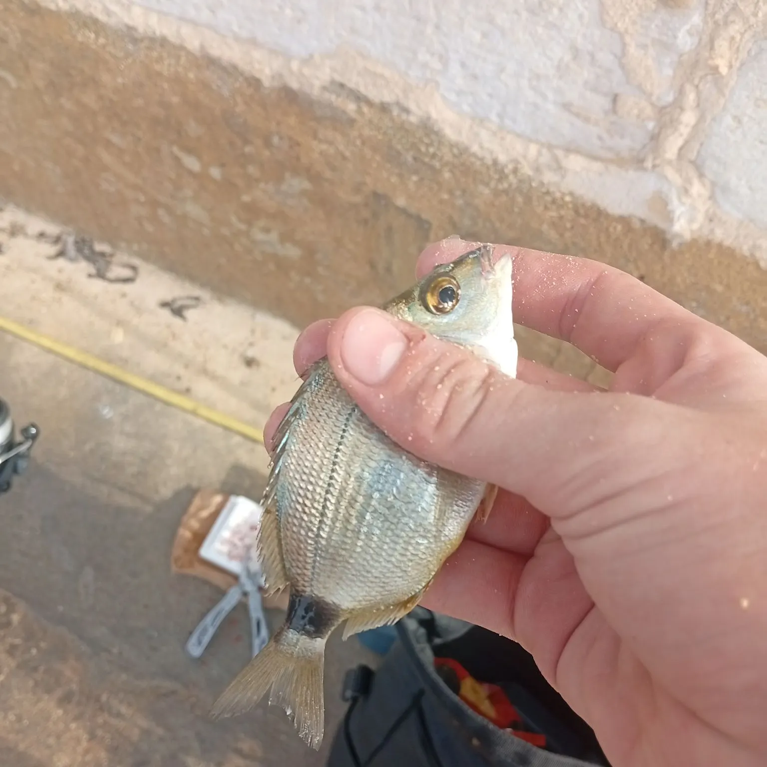 The most recent Annular seabream catches on Fishbrain