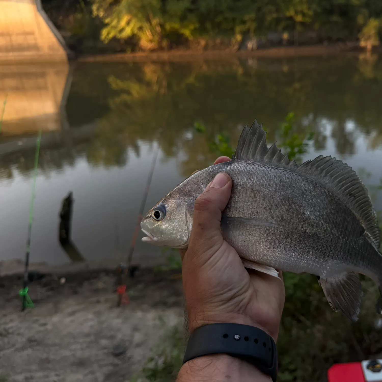 Freshwater drum caught on Fishbrain