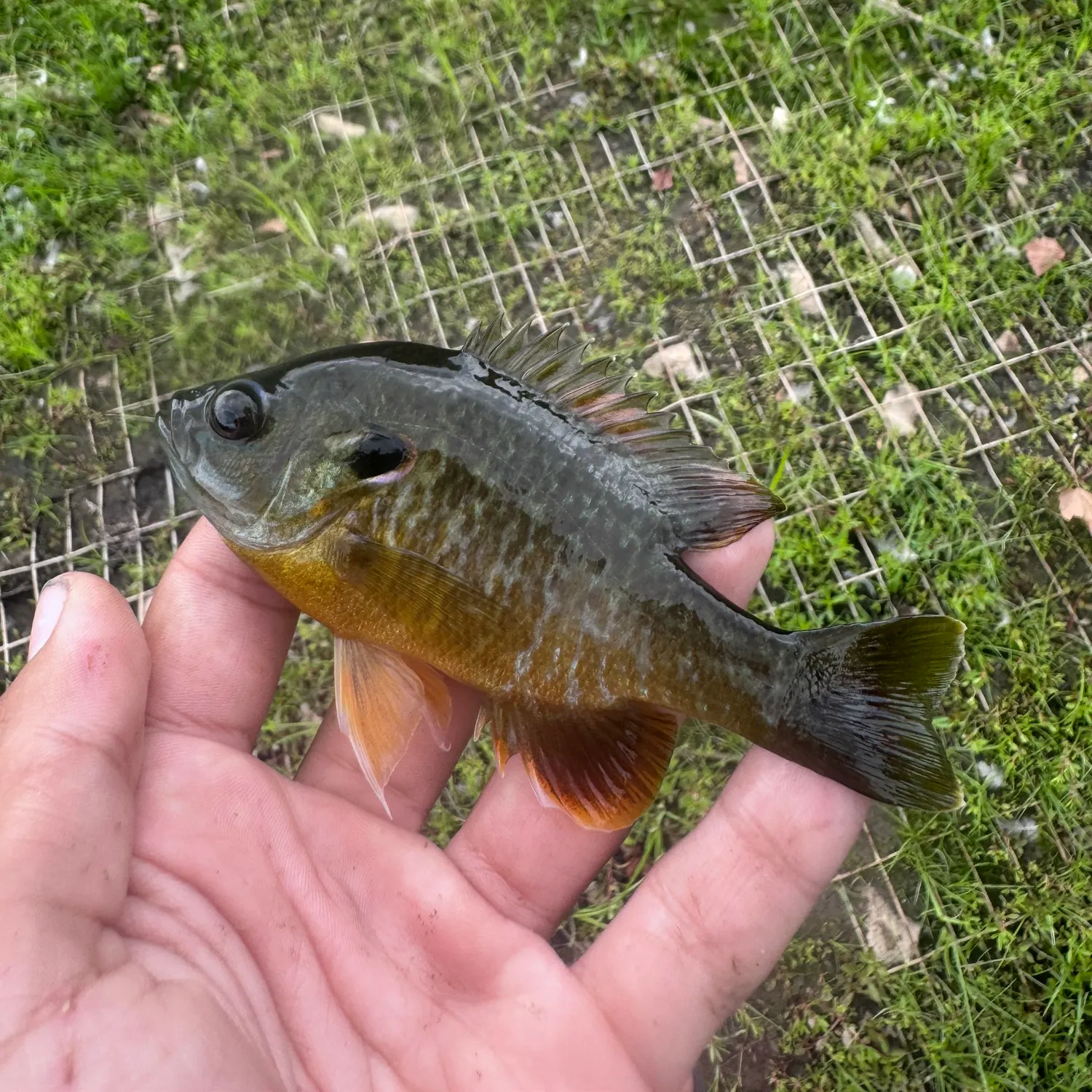 Greengill hybrid caught on Fishbrain