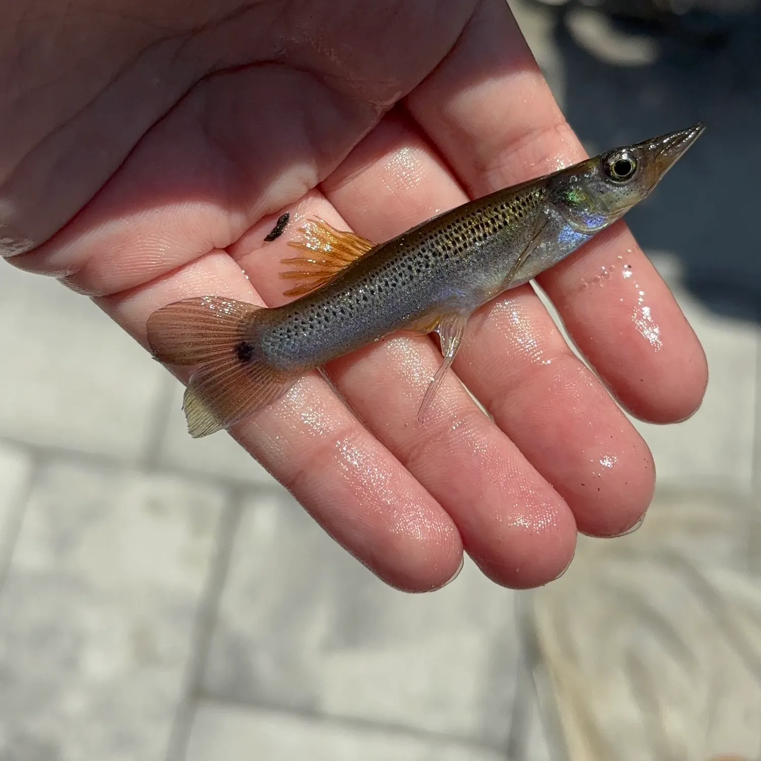 The most recent Pike killifish catches on Fishbrain