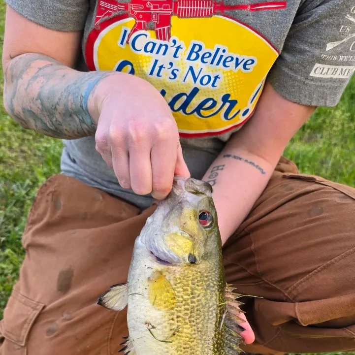The most recent Rock bass catches on Fishbrain