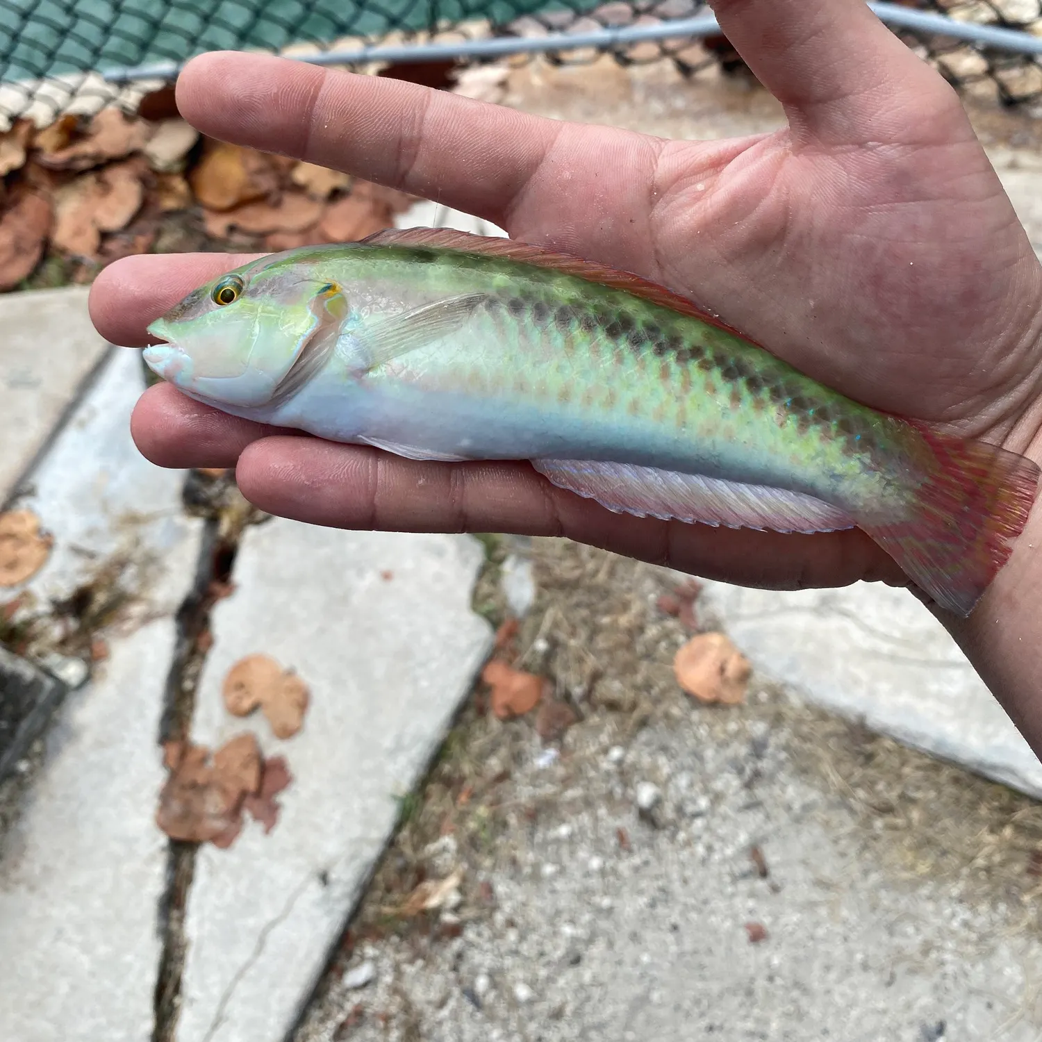 The most recent Slippery dick wrasse catches on Fishbrain
