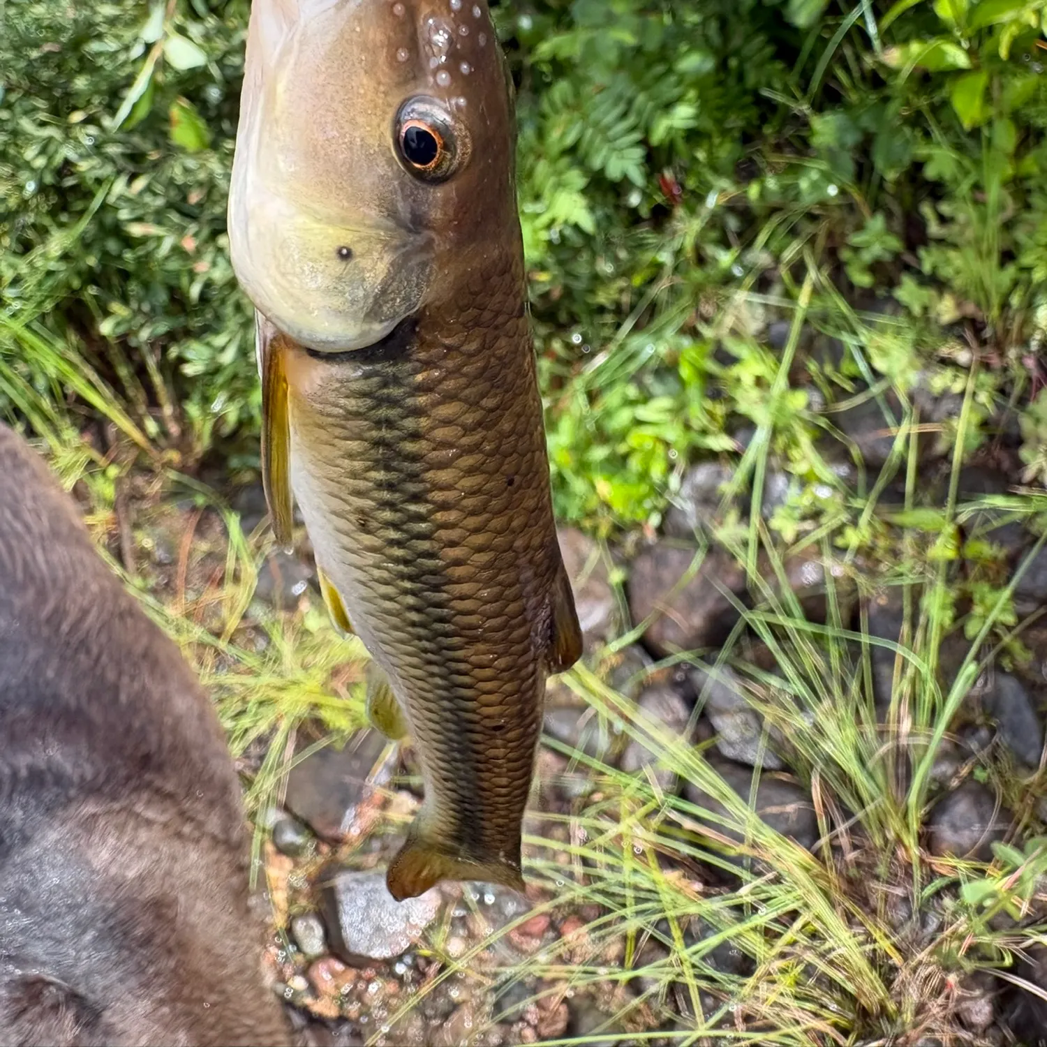 River chub caught on Fishbrain