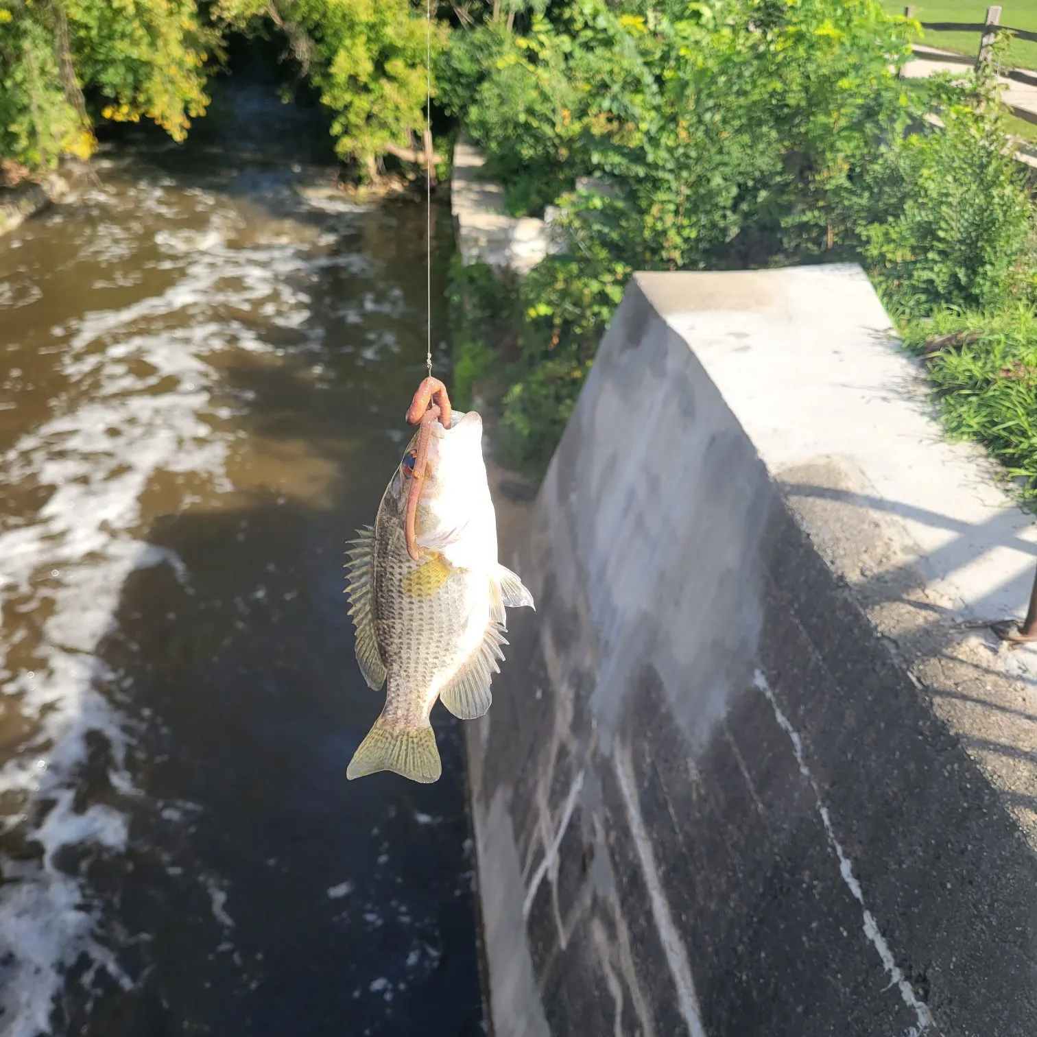 Rock bass caught on Fishbrain