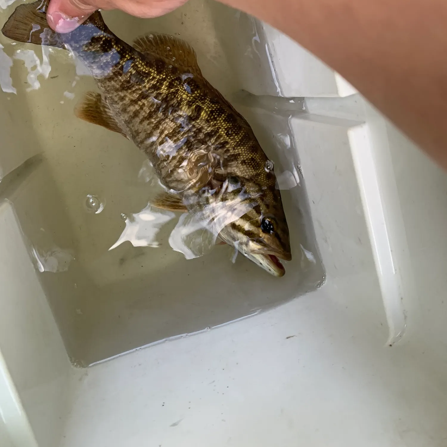 Smallmouth bass caught on Fishbrain