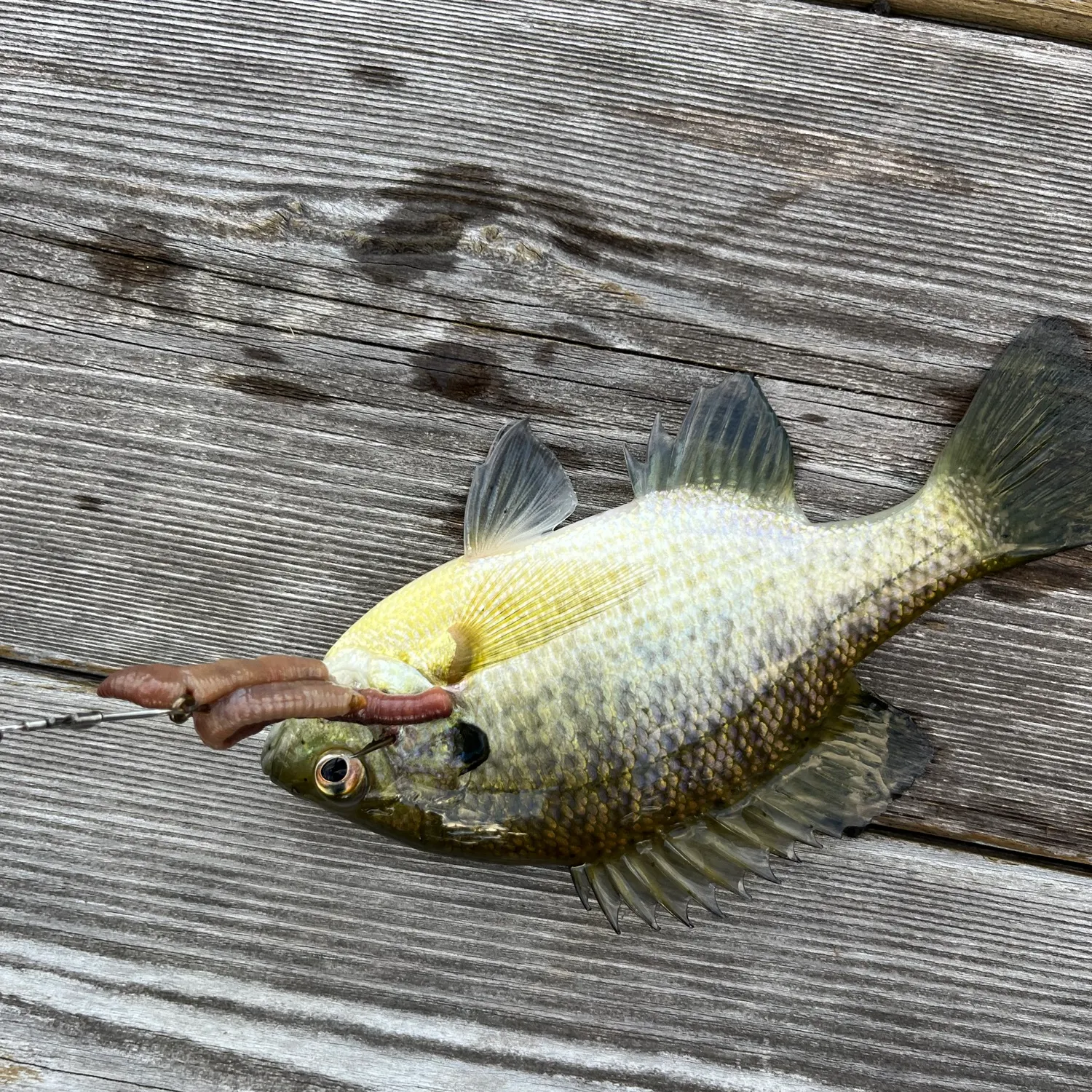 Bluegill caught on Fishbrain