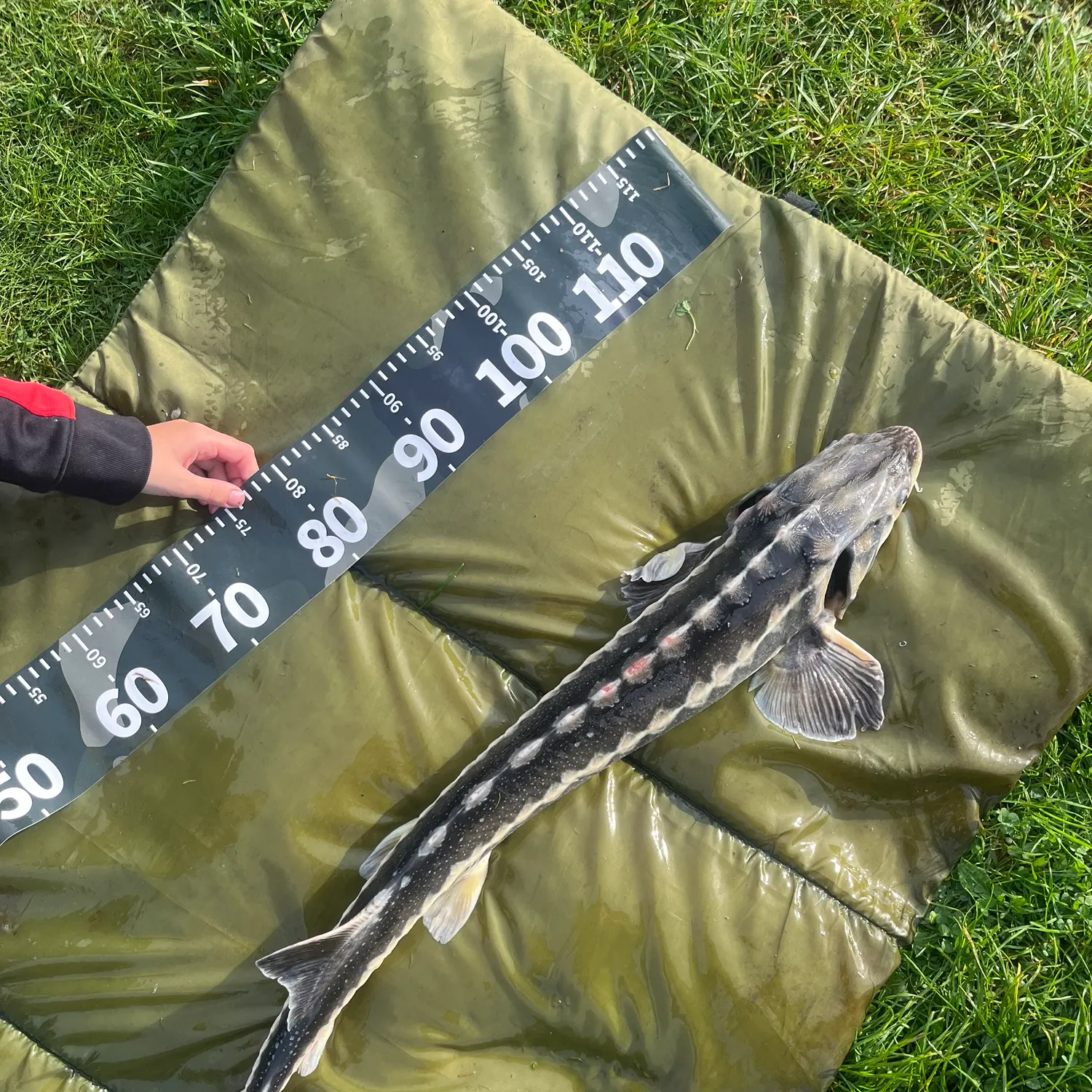 Russian sturgeon caught on Fishbrain