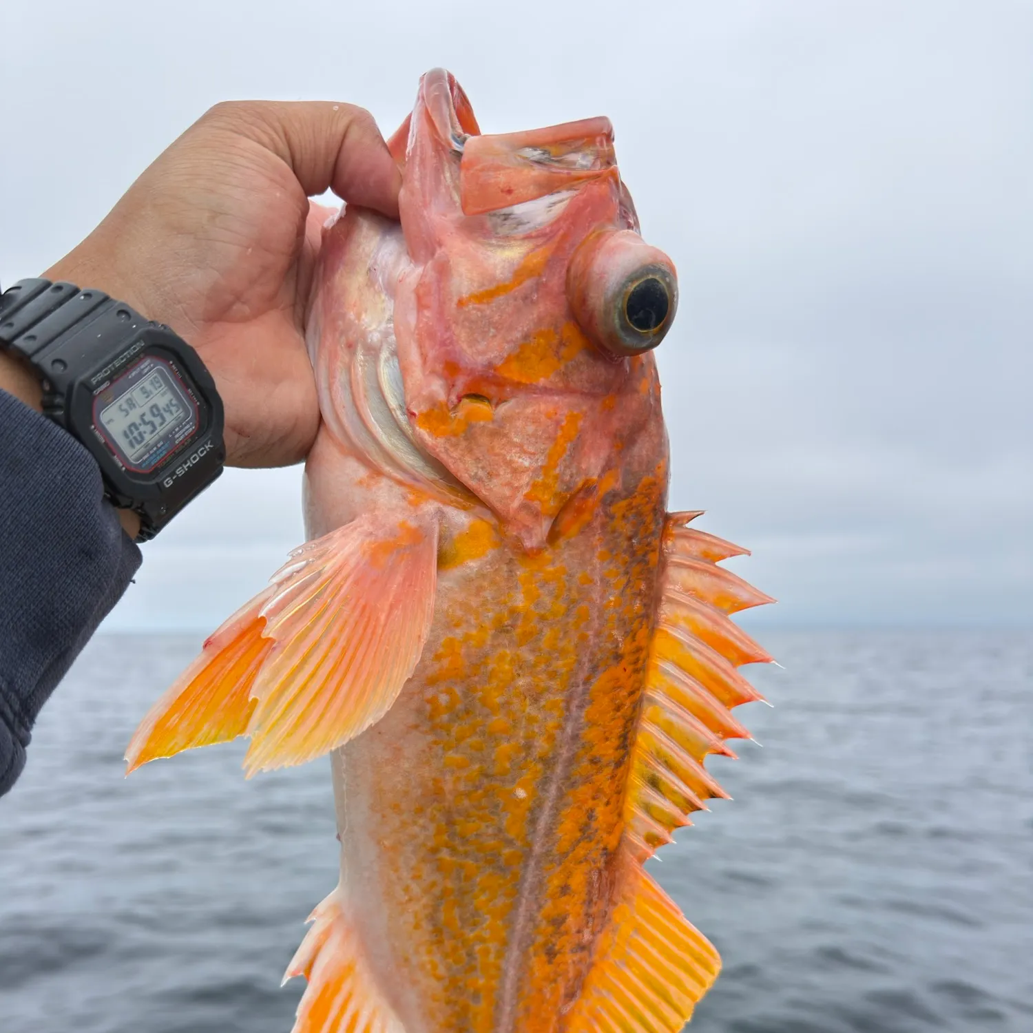 The most recent Canary rockfish catches on Fishbrain