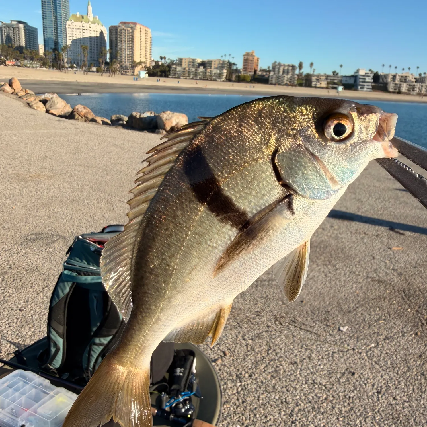 The most recent Sargo catches on Fishbrain