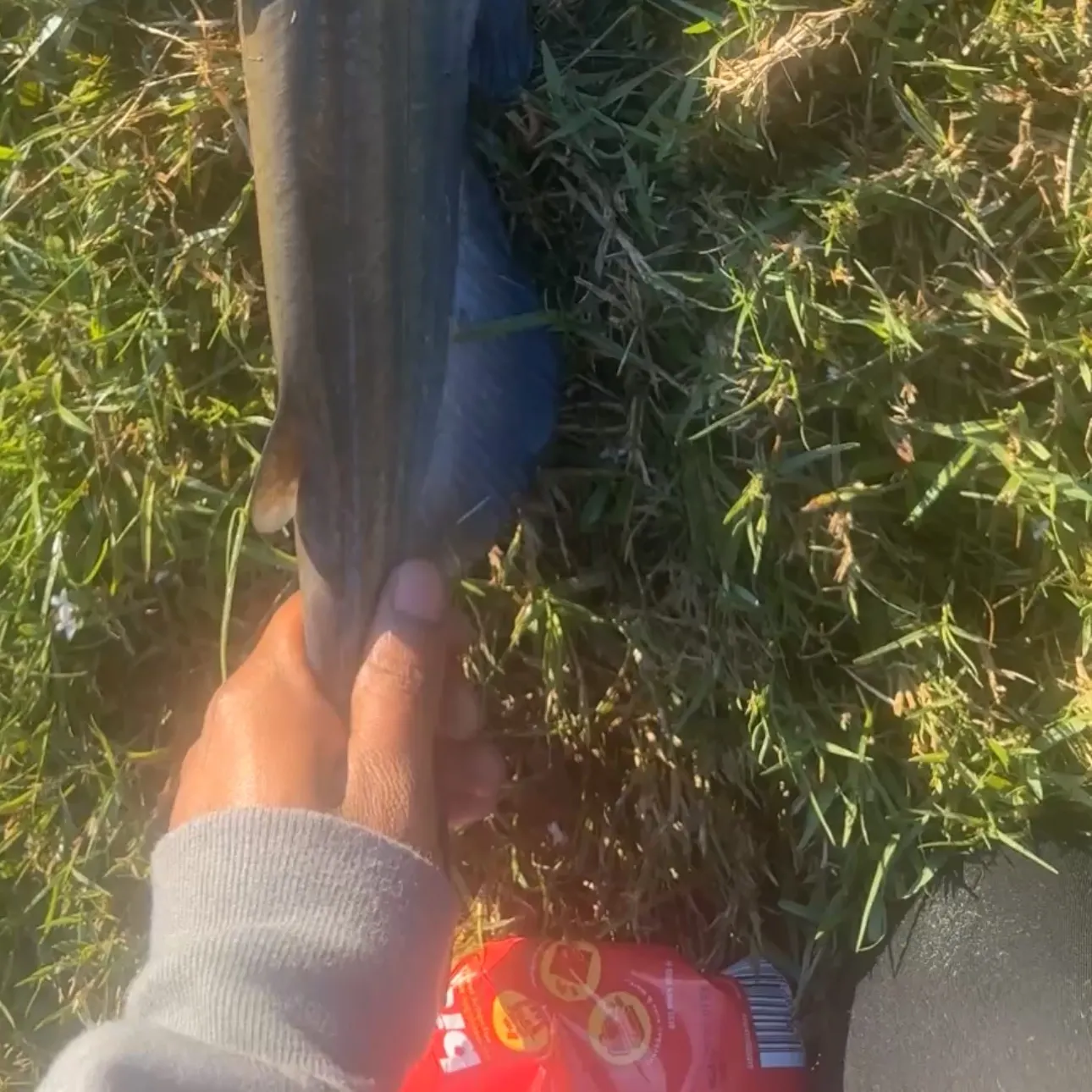 Fish caught on Fishbrain