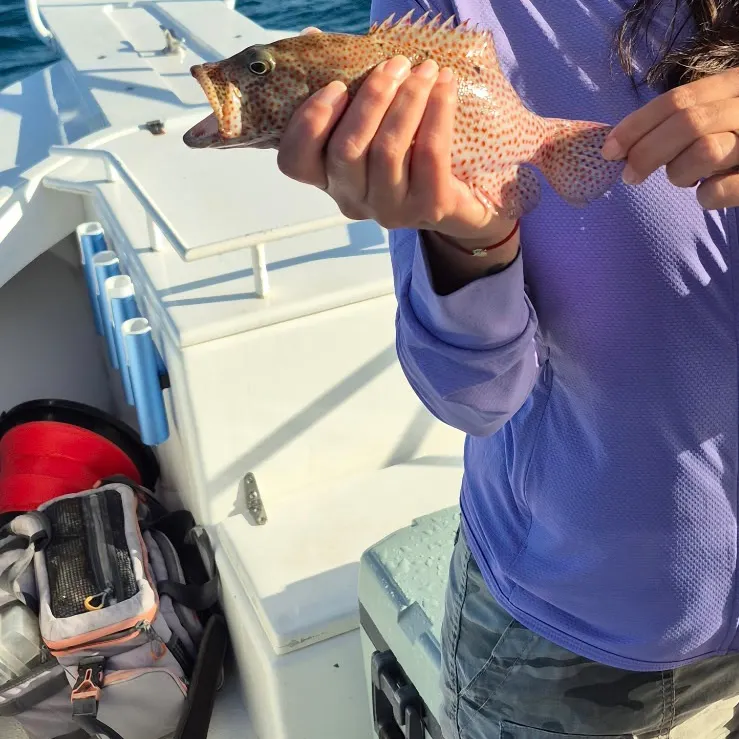 The most recent Coney grouper catches on Fishbrain