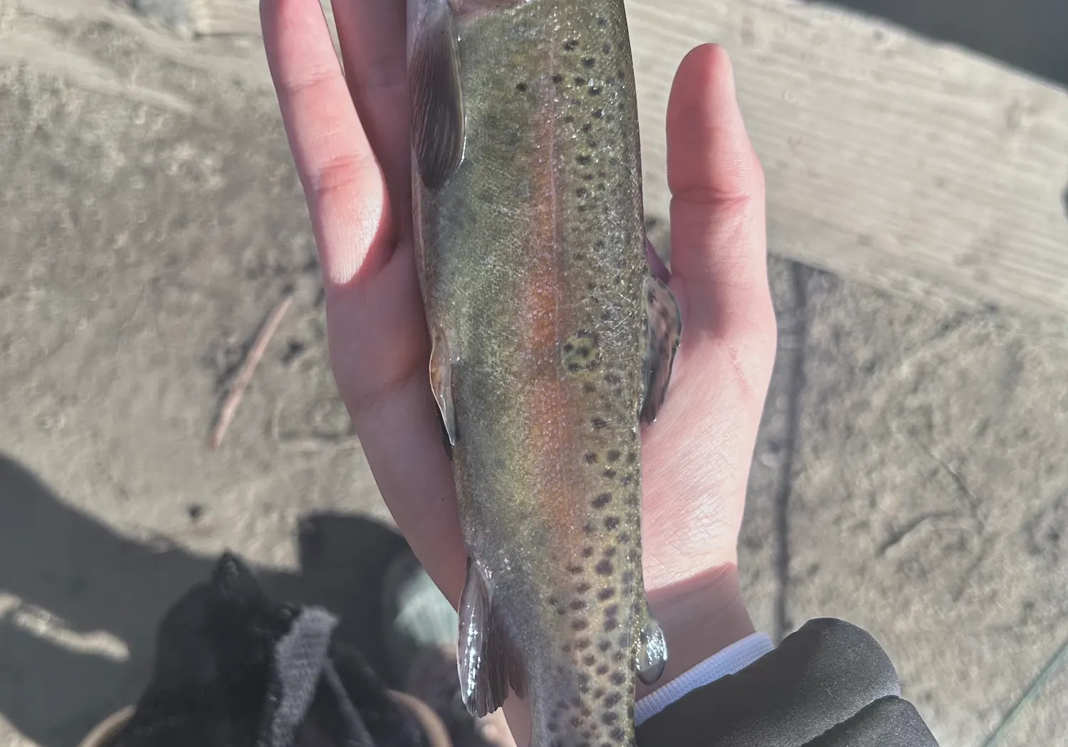 Great basin redband trout