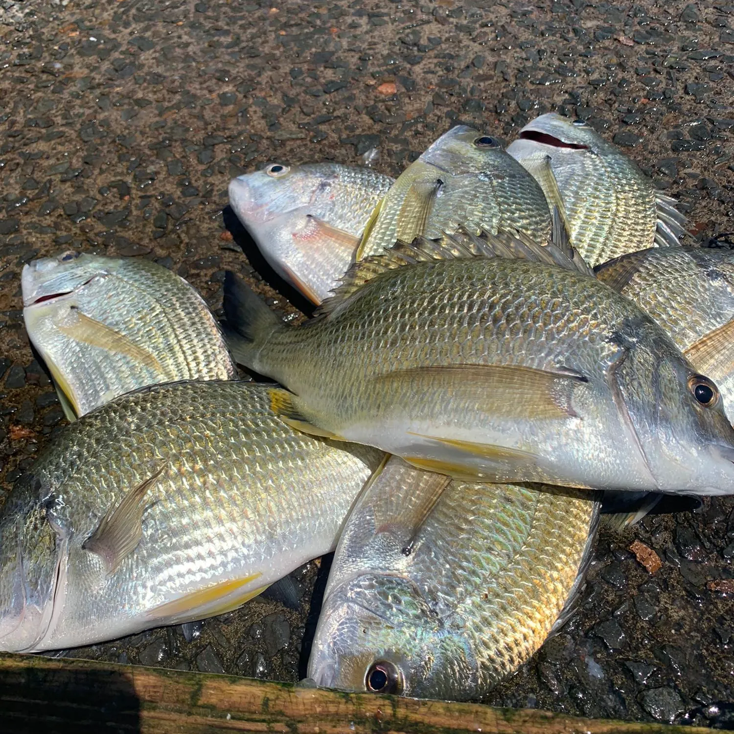 recently logged catches