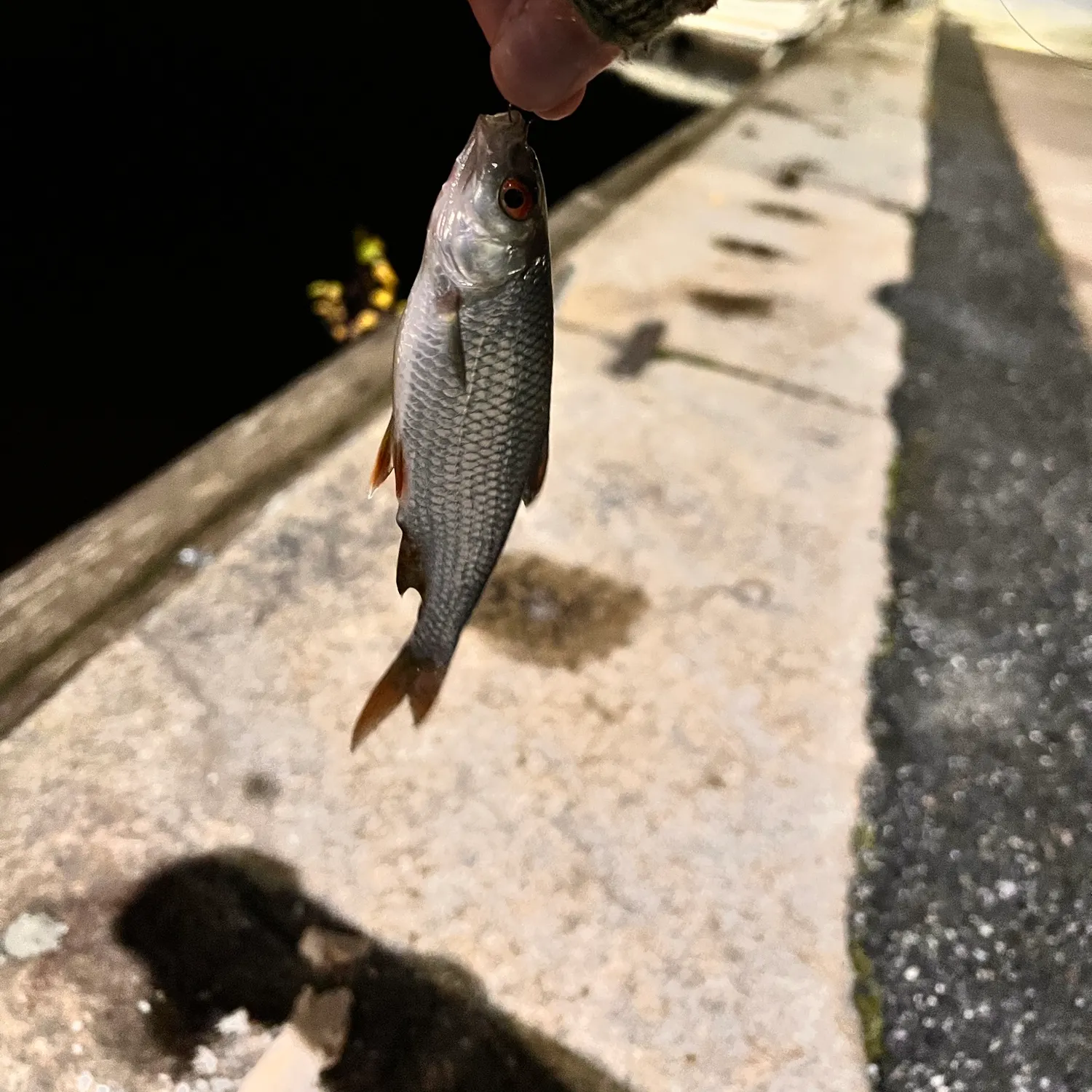 Common roach caught on Fishbrain