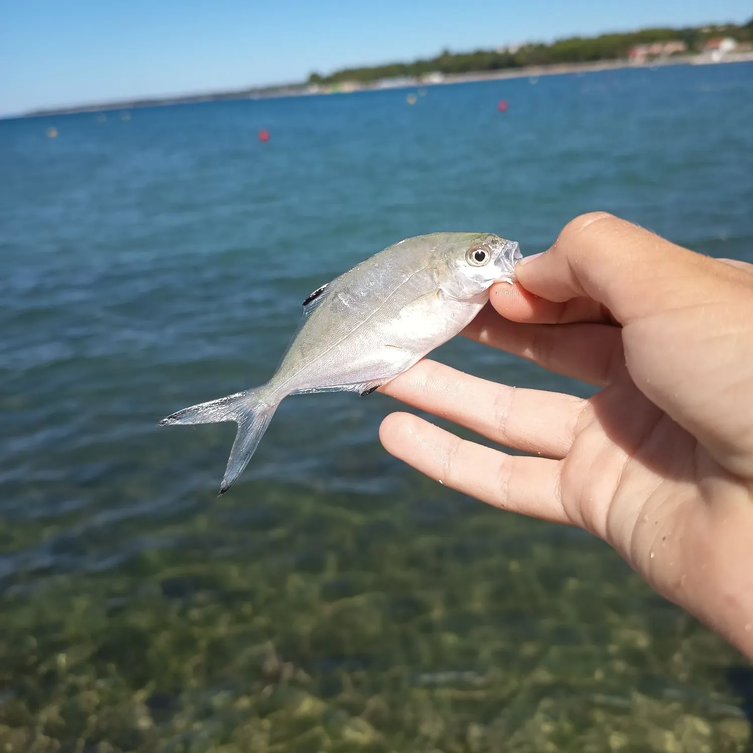 The most recent Derbio pompano catches on Fishbrain