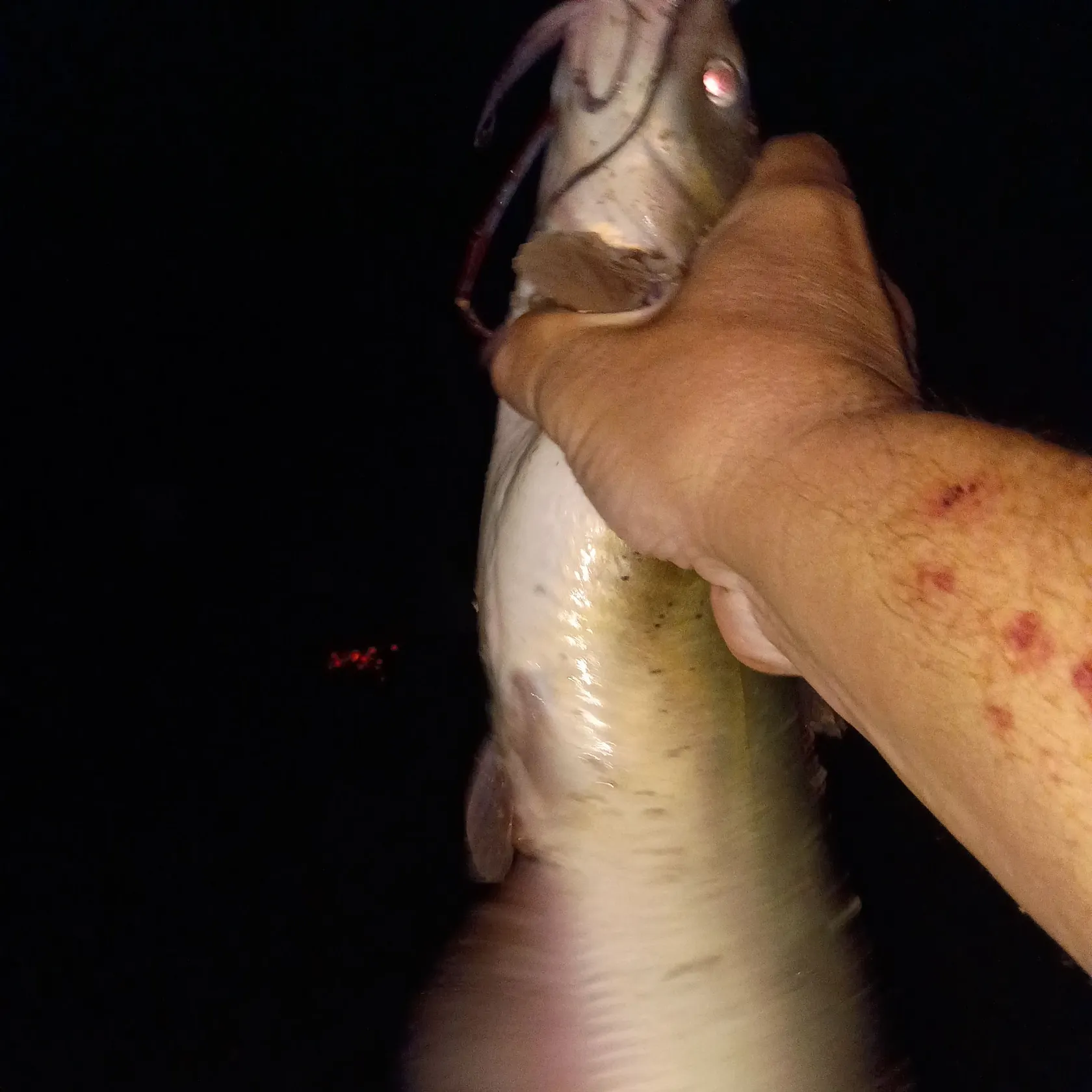 Channel catfish caught on Fishbrain