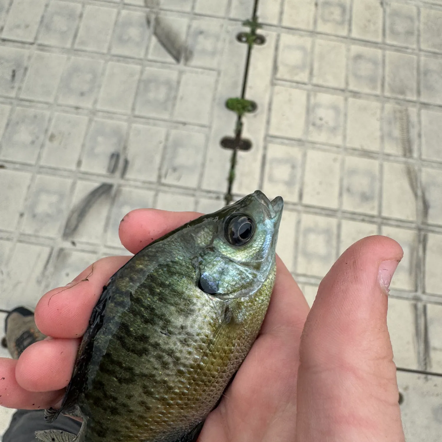 Bluegill caught on Fishbrain