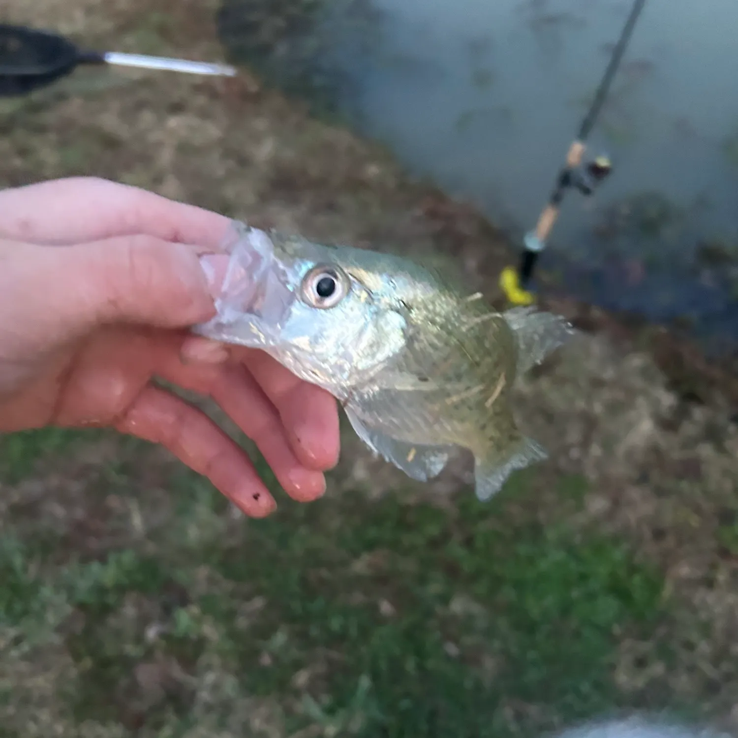 The most recent White crappie catches on Fishbrain