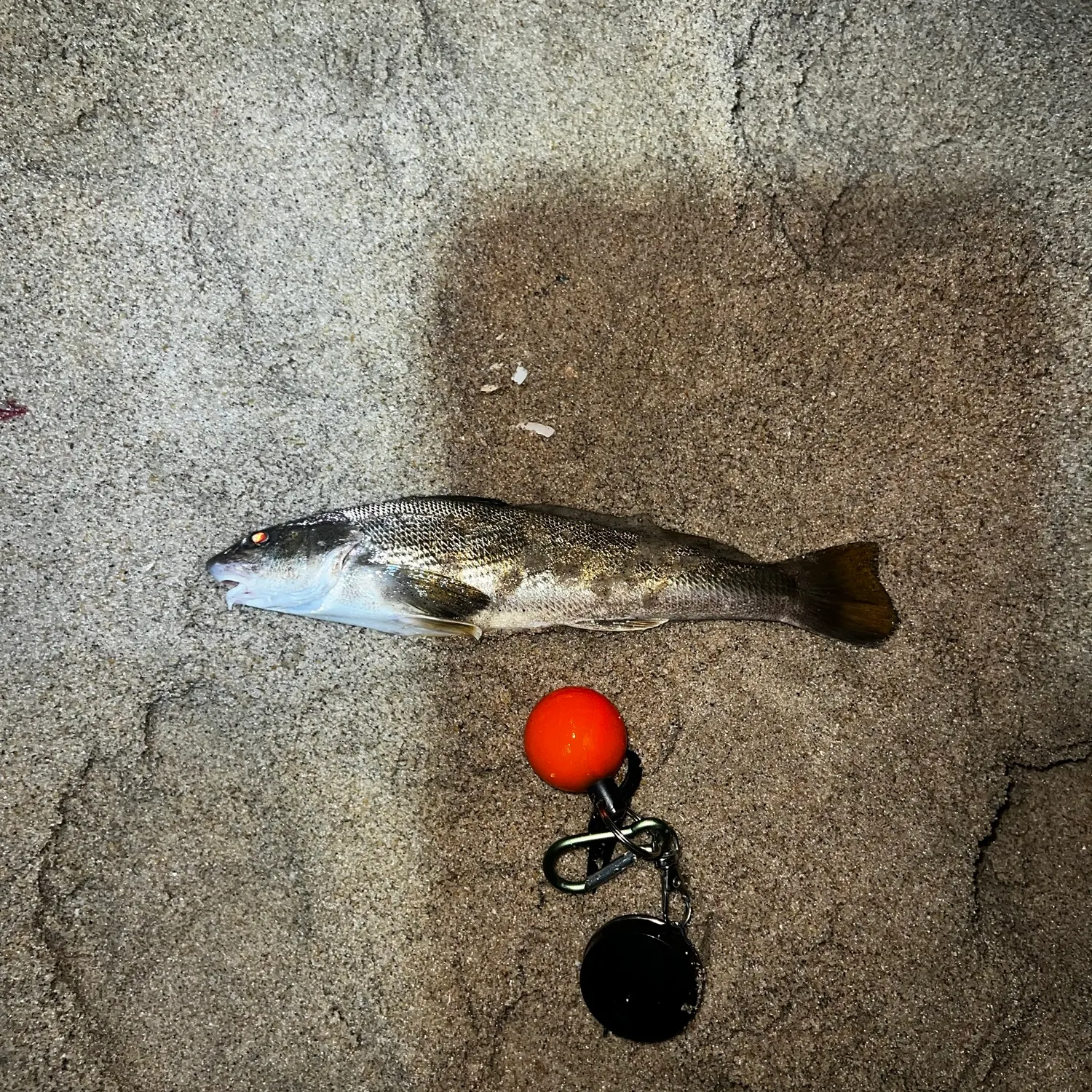 Northern kingcroaker caught on Fishbrain