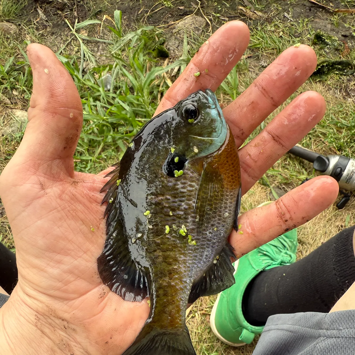 Bluegill caught on Fishbrain