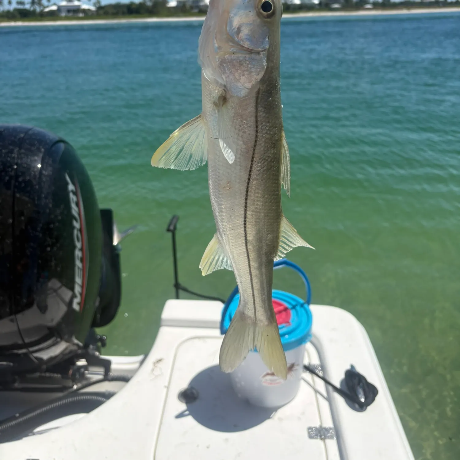 Common snook caught on Fishbrain