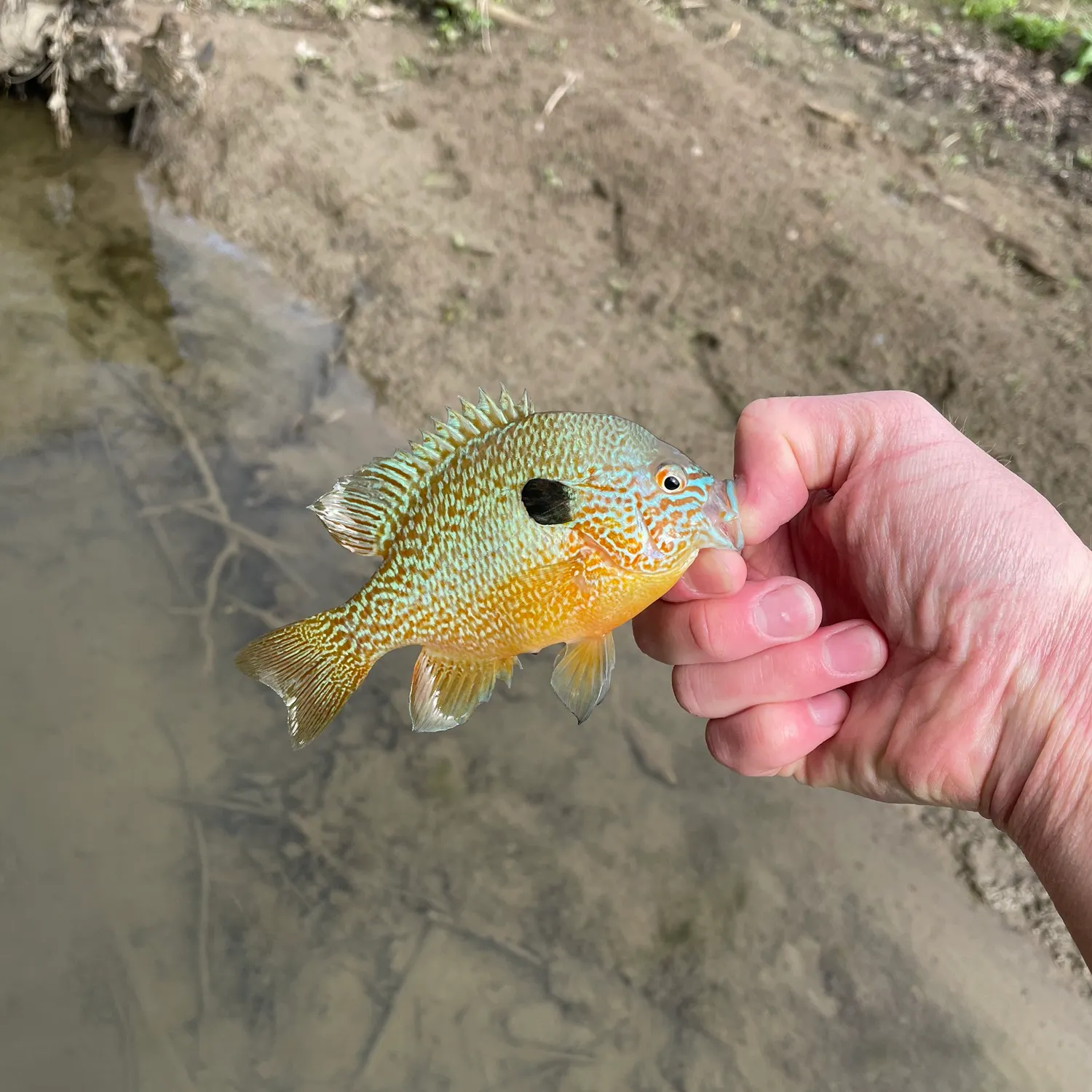 The most recent Pumpkinseed x green sunfish catches on Fishbrain