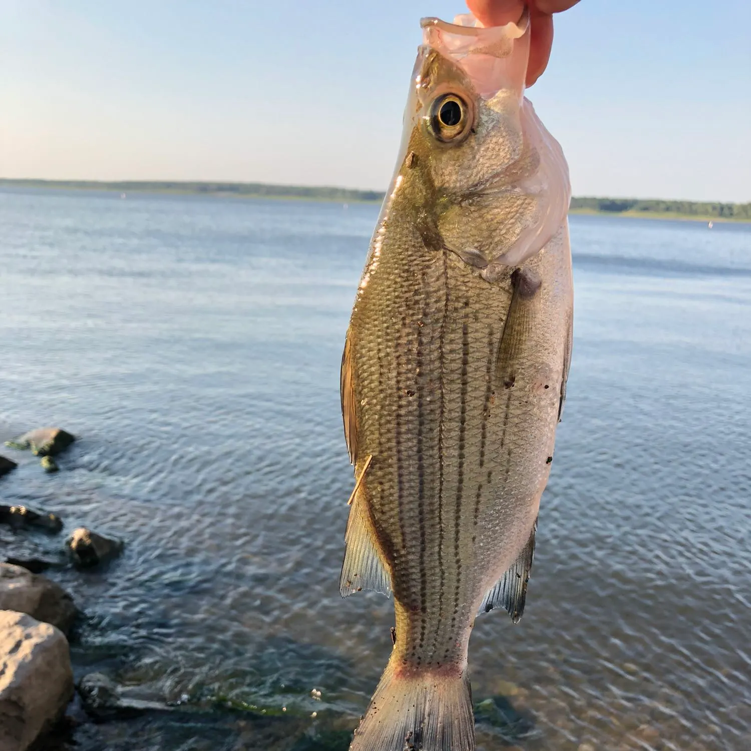 angler catch