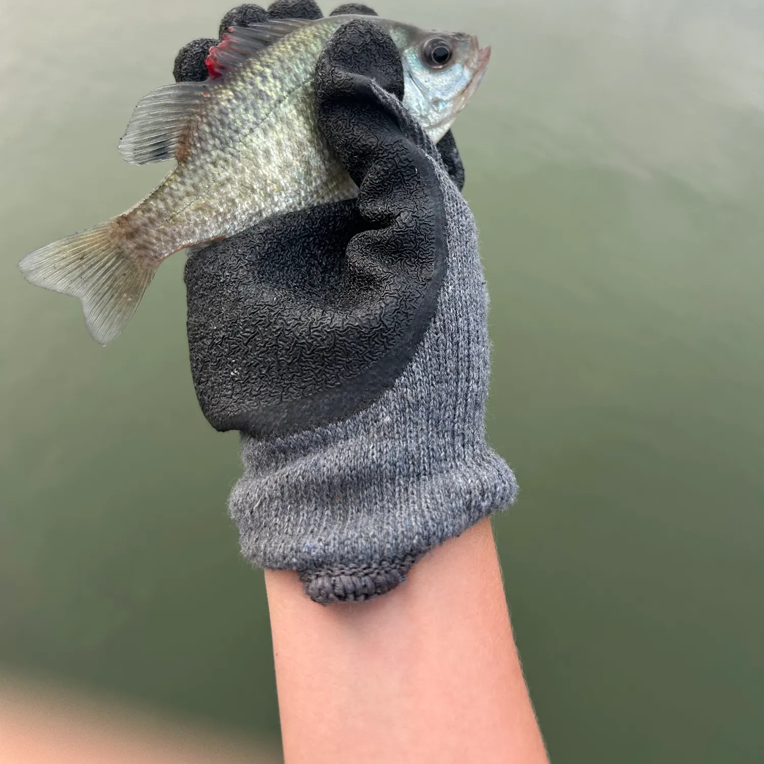The most recent Black crappie catches on Fishbrain