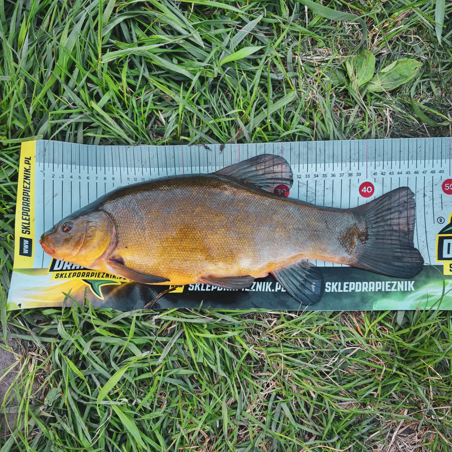 The most recent Tench catches on Fishbrain