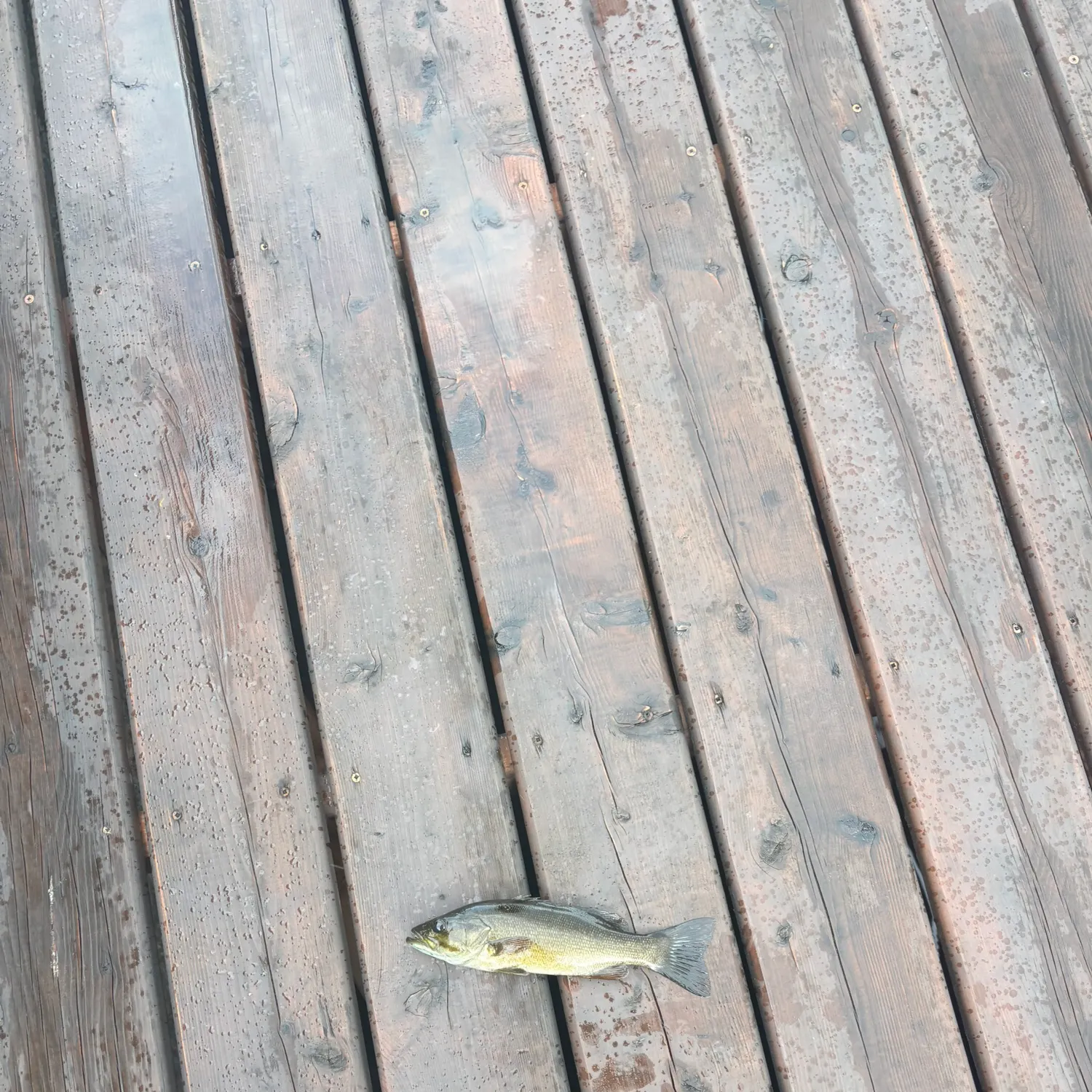 Smallmouth bass caught on Fishbrain
