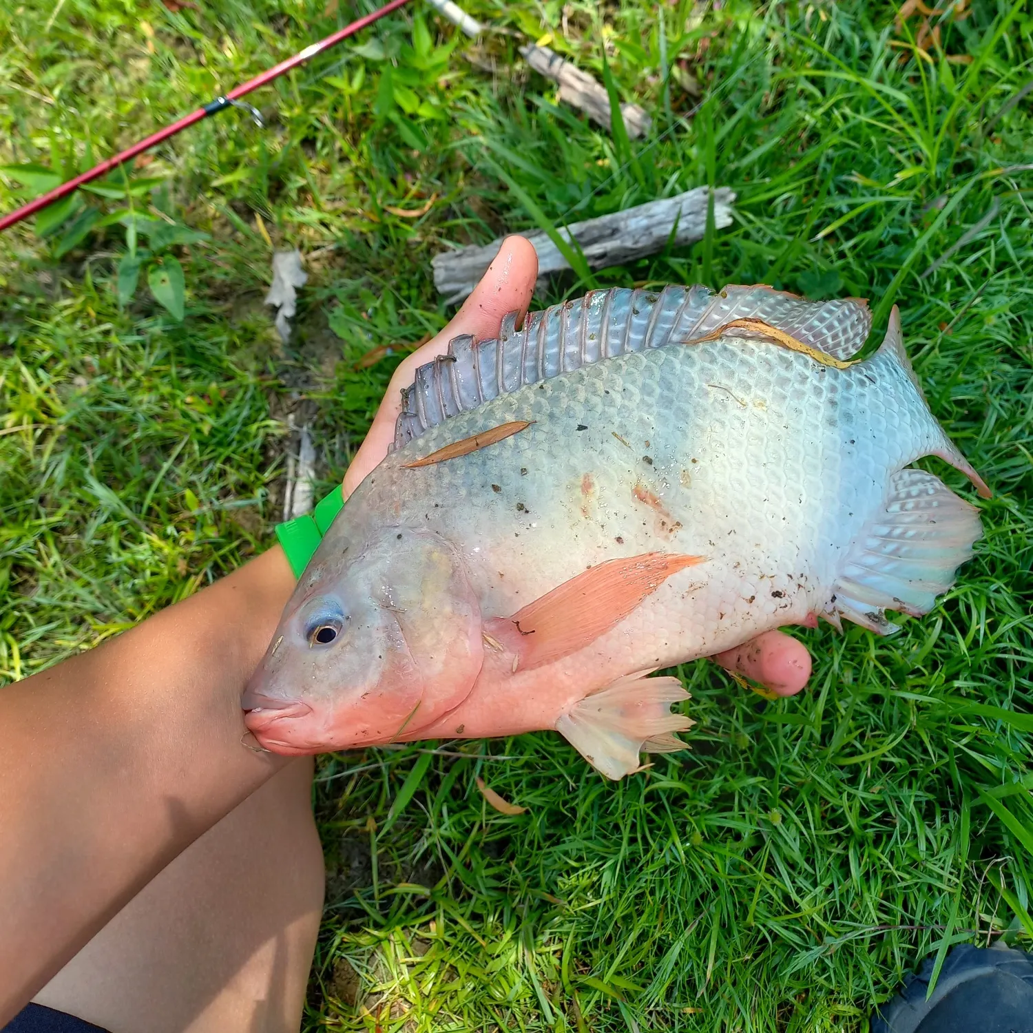 The most recent Banded tilapia catches on Fishbrain