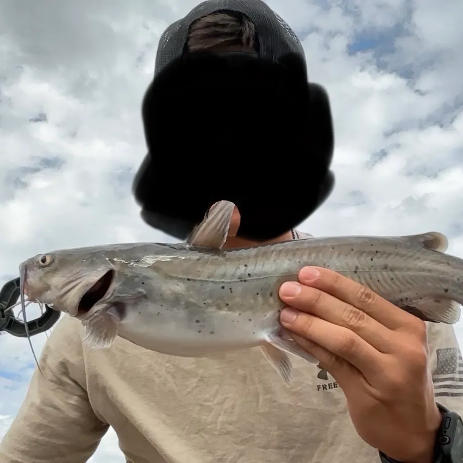 Channel catfish caught on Fishbrain