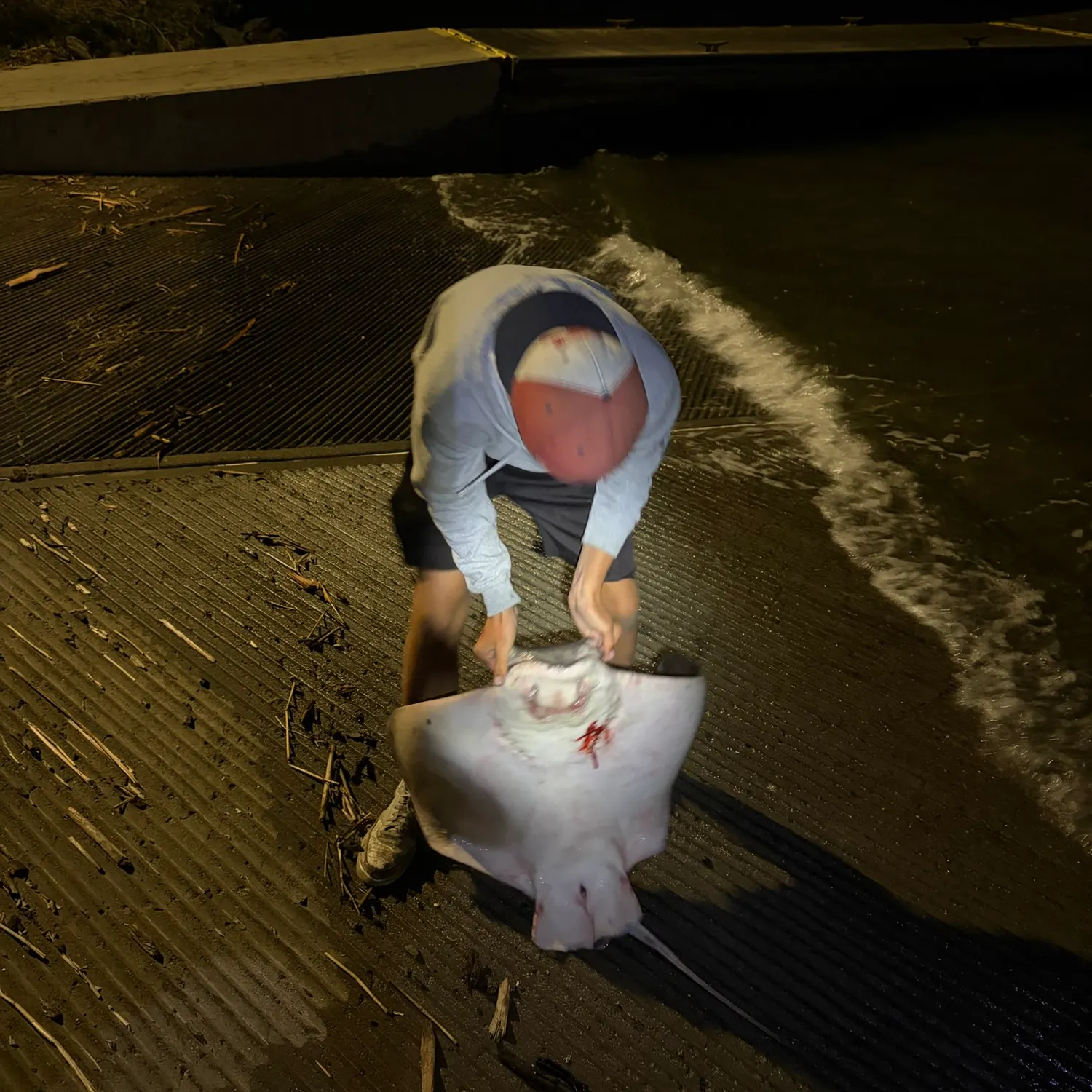 The most recent Bat eagle ray catches on Fishbrain