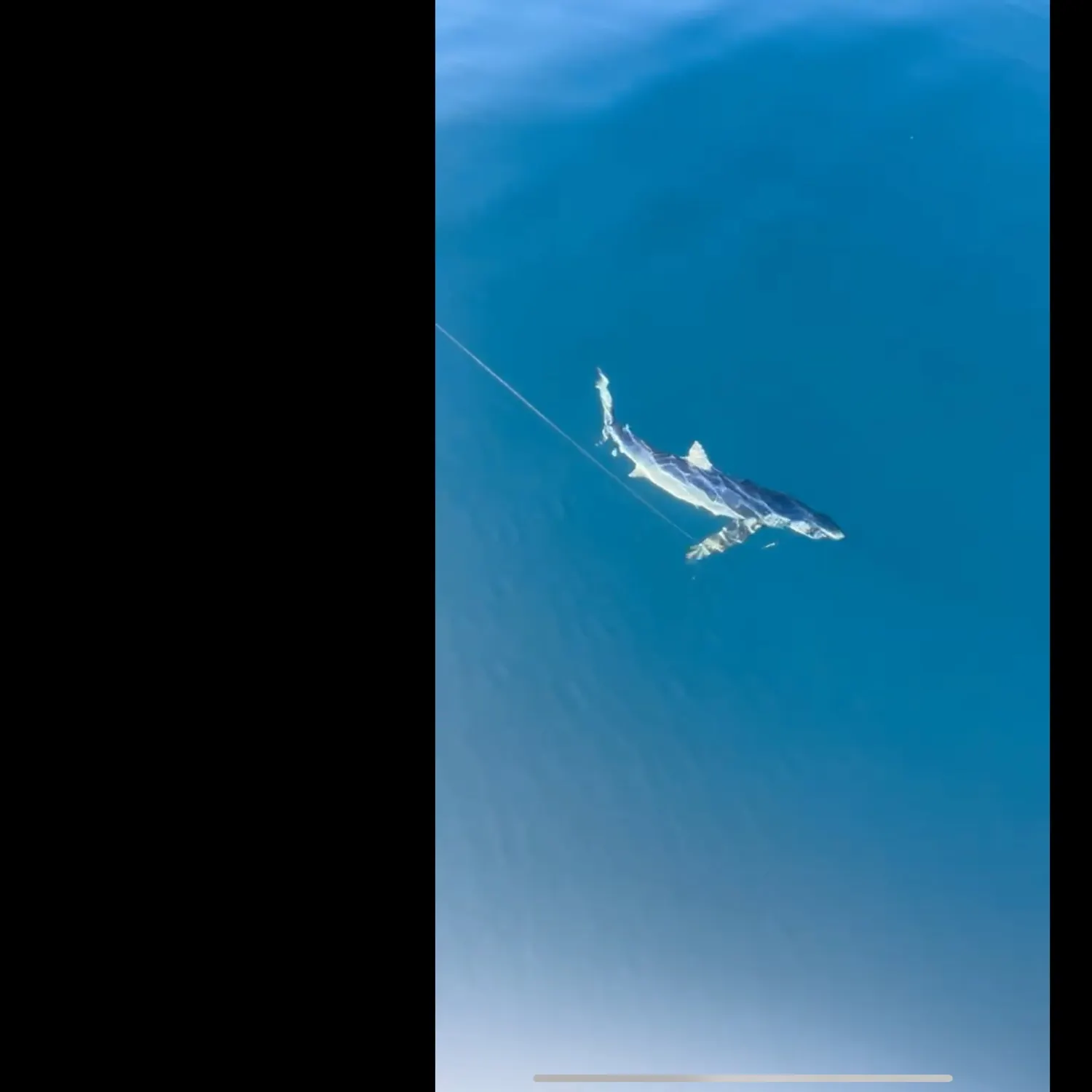 The most recent Blue shark catches on Fishbrain