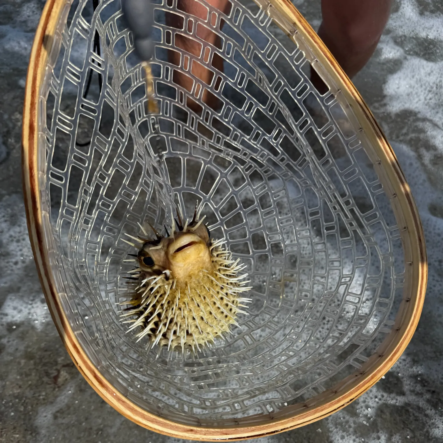 The most recent Longspined porcupinefish catches on Fishbrain