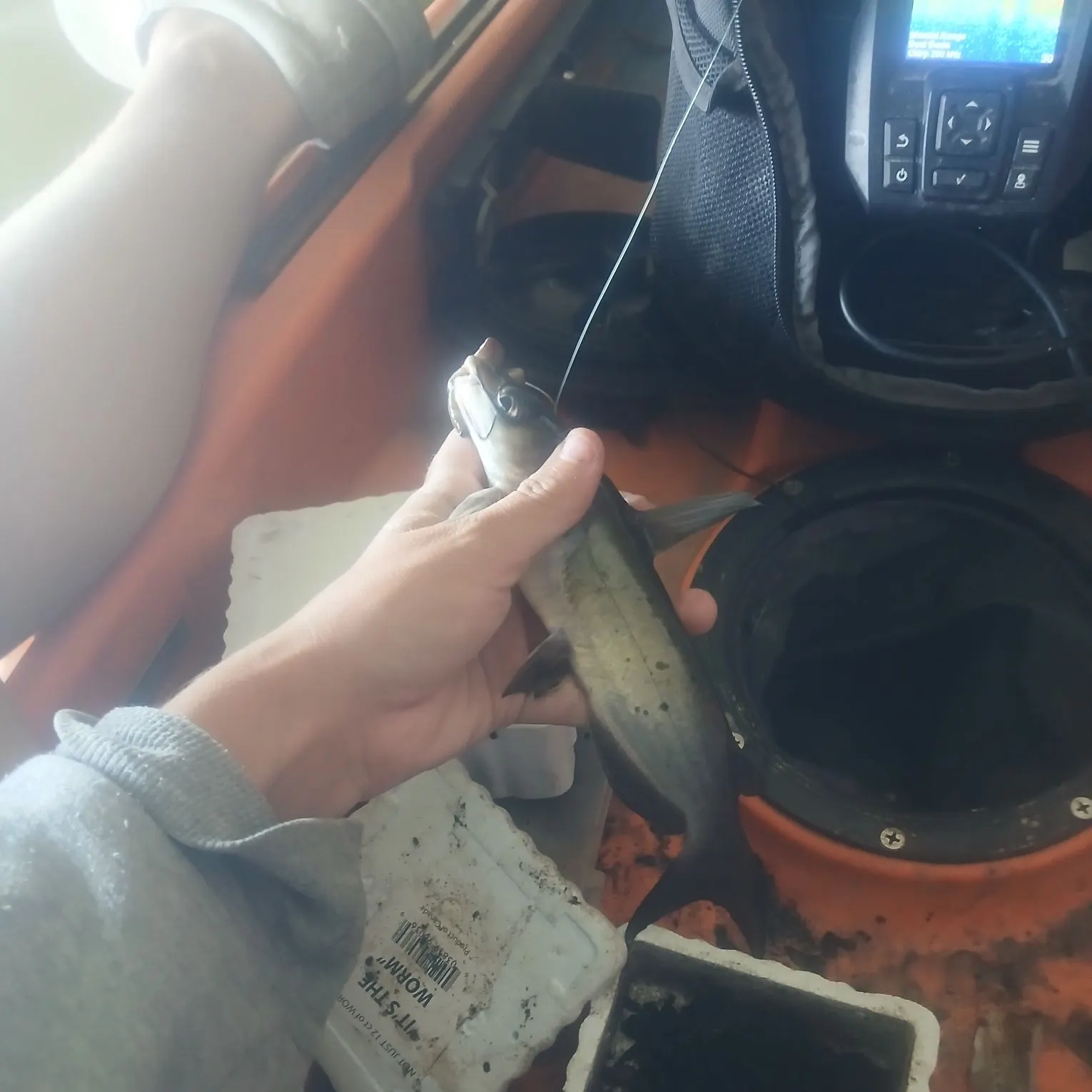 Channel catfish caught on Fishbrain