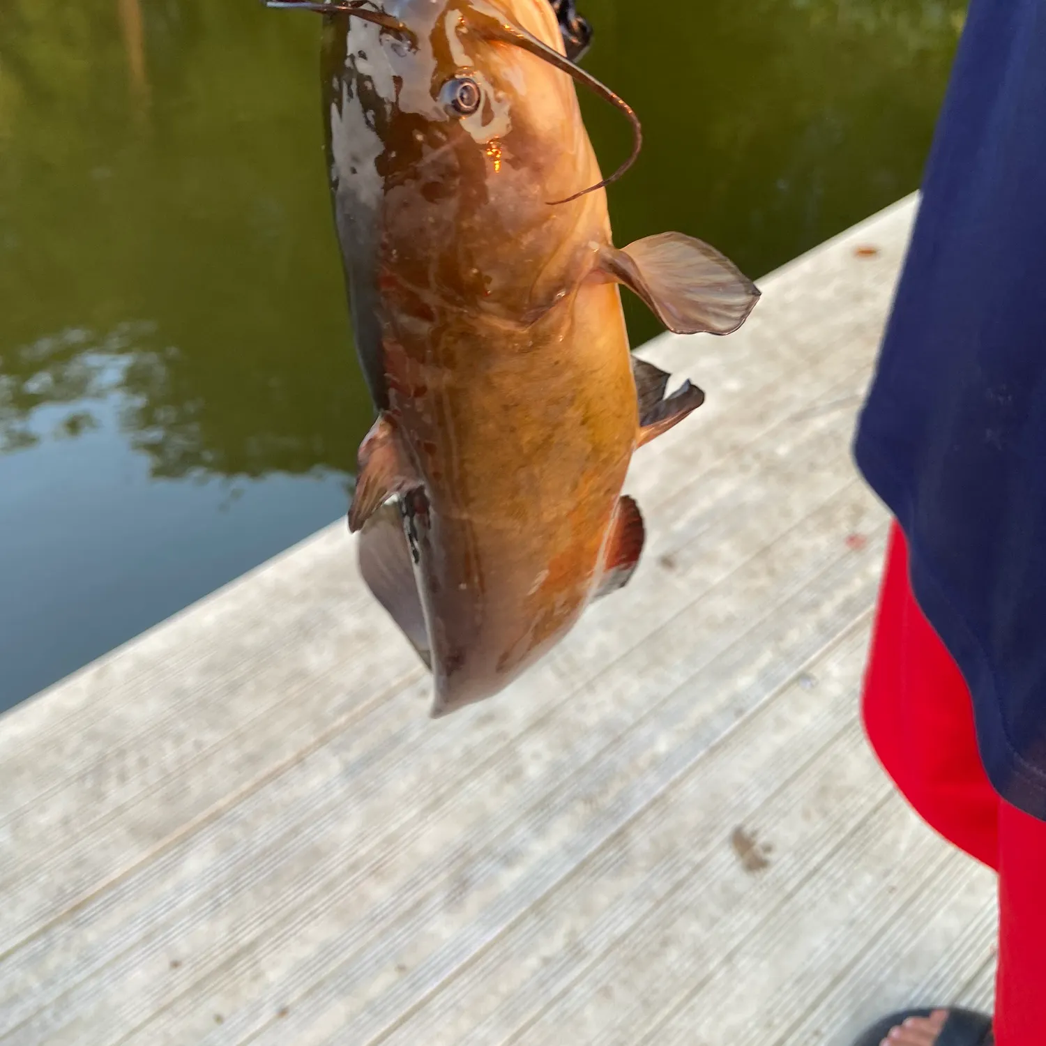 Black bullhead caught on Fishbrain