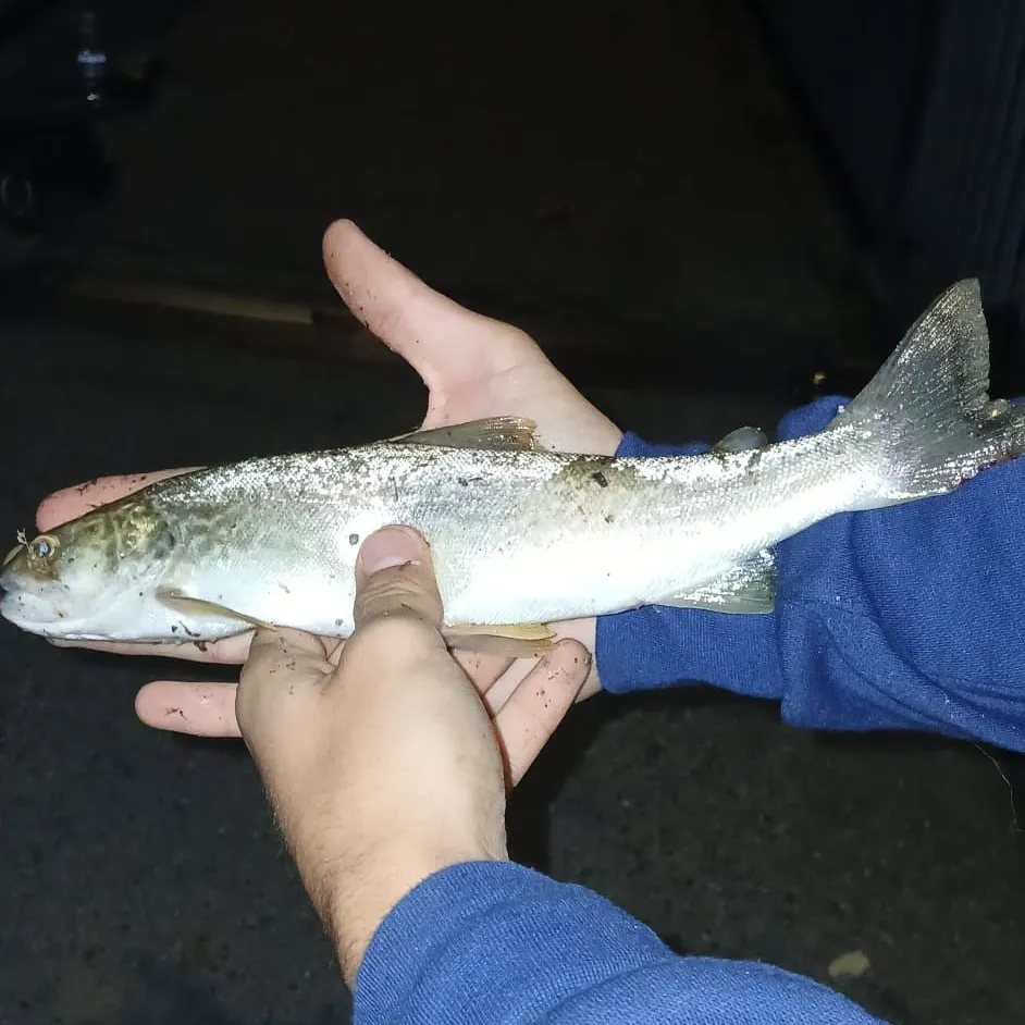 Fish caught on Fishbrain