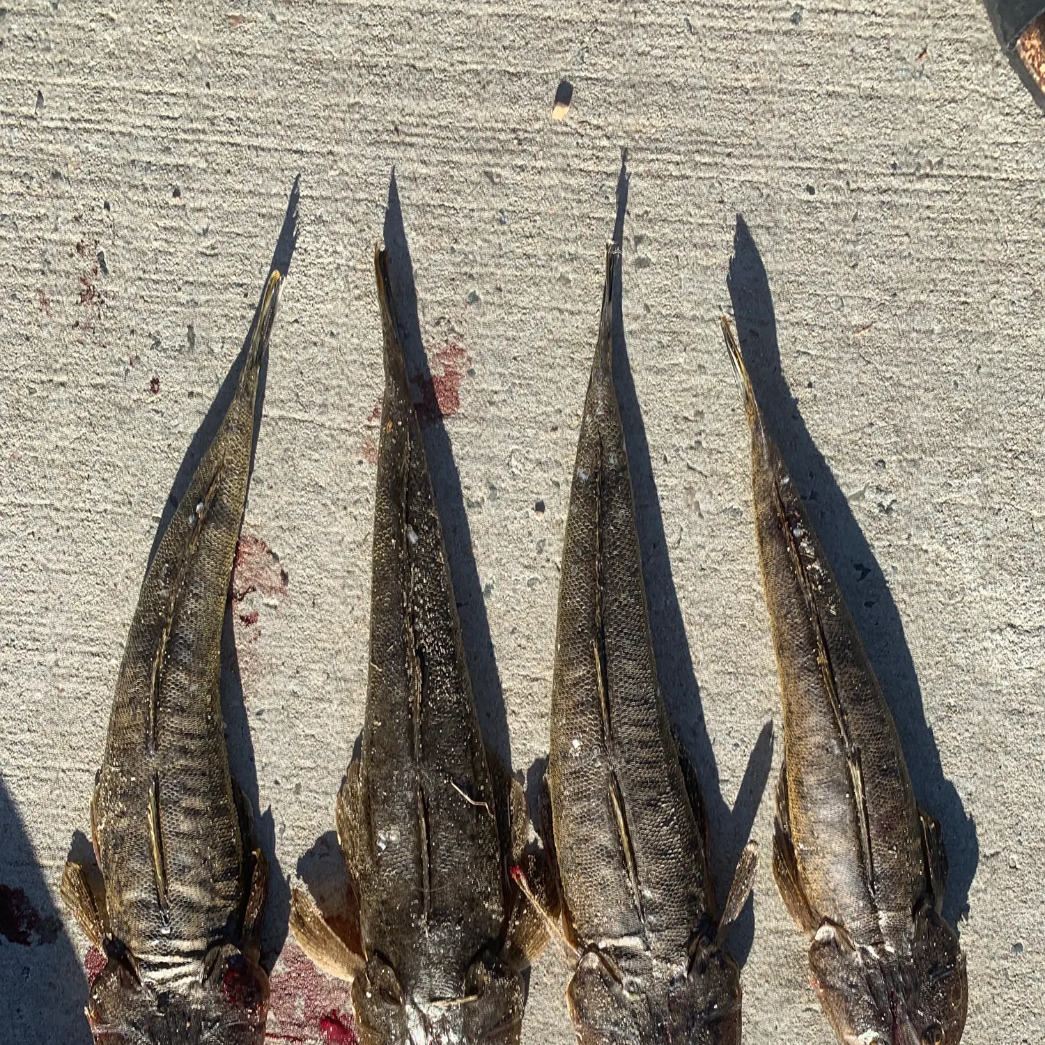 The most recent Bartail flathead catches on Fishbrain