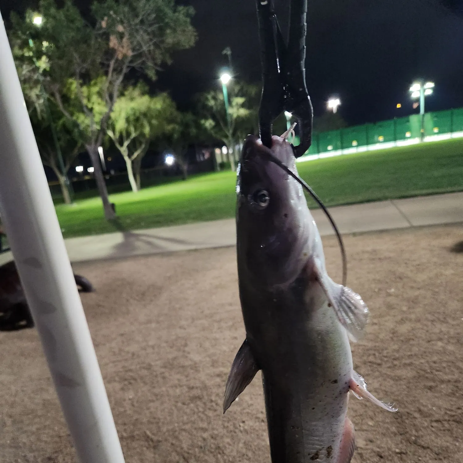 Channel catfish caught on Fishbrain