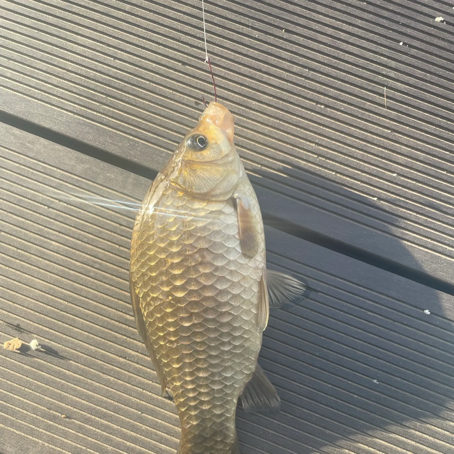 The most recent Crucian carp catches on Fishbrain