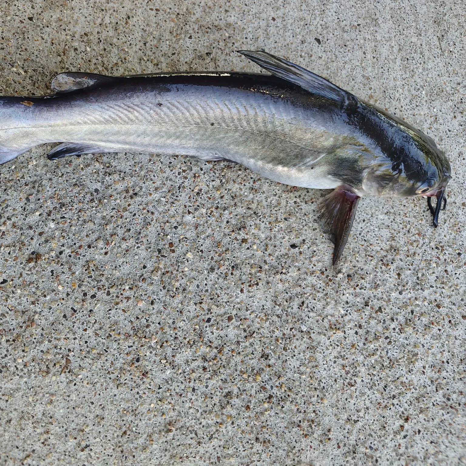 The most recent Channel catfish catches on Fishbrain