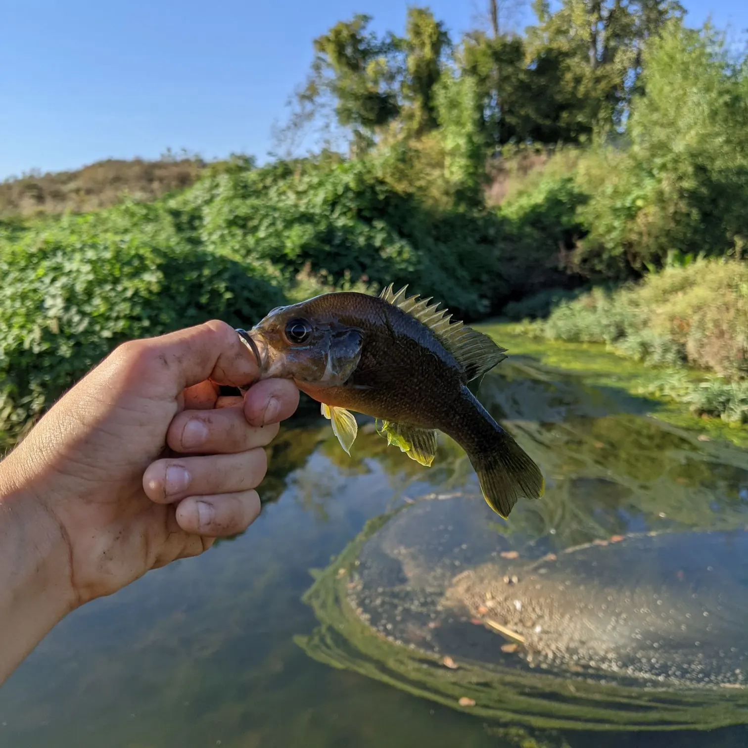 Green sunfish caught on Fishbrain