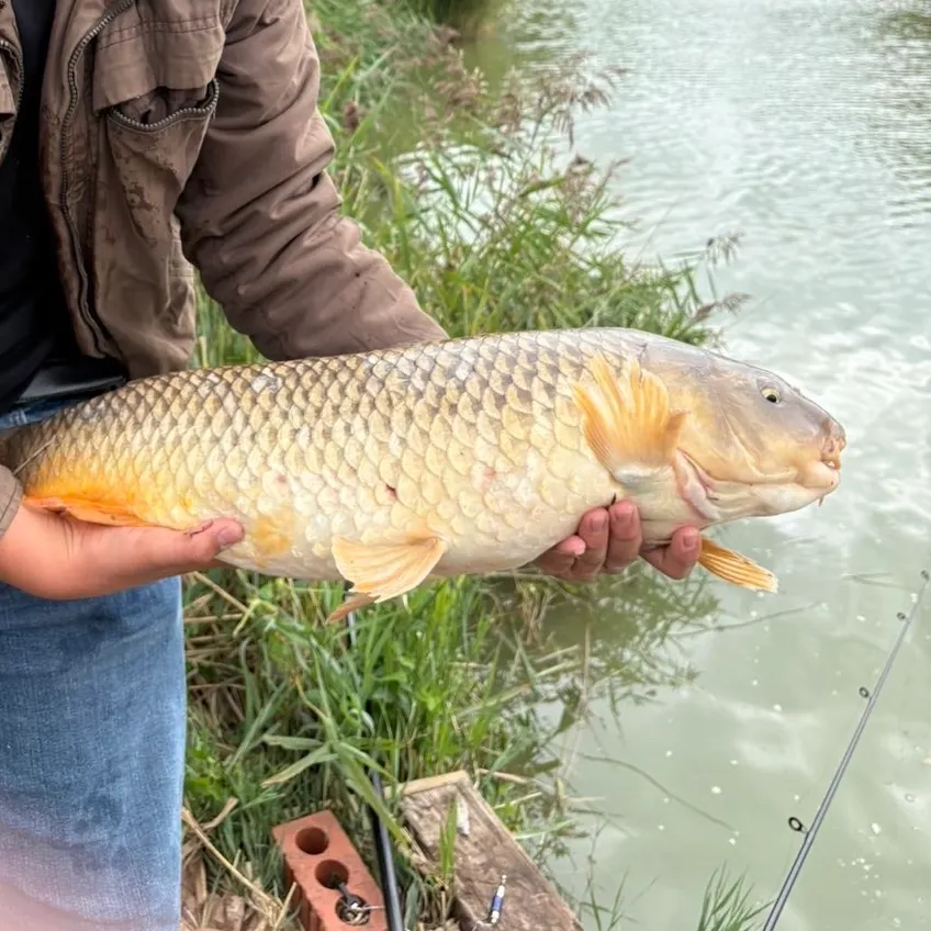 Common carp caught on Fishbrain