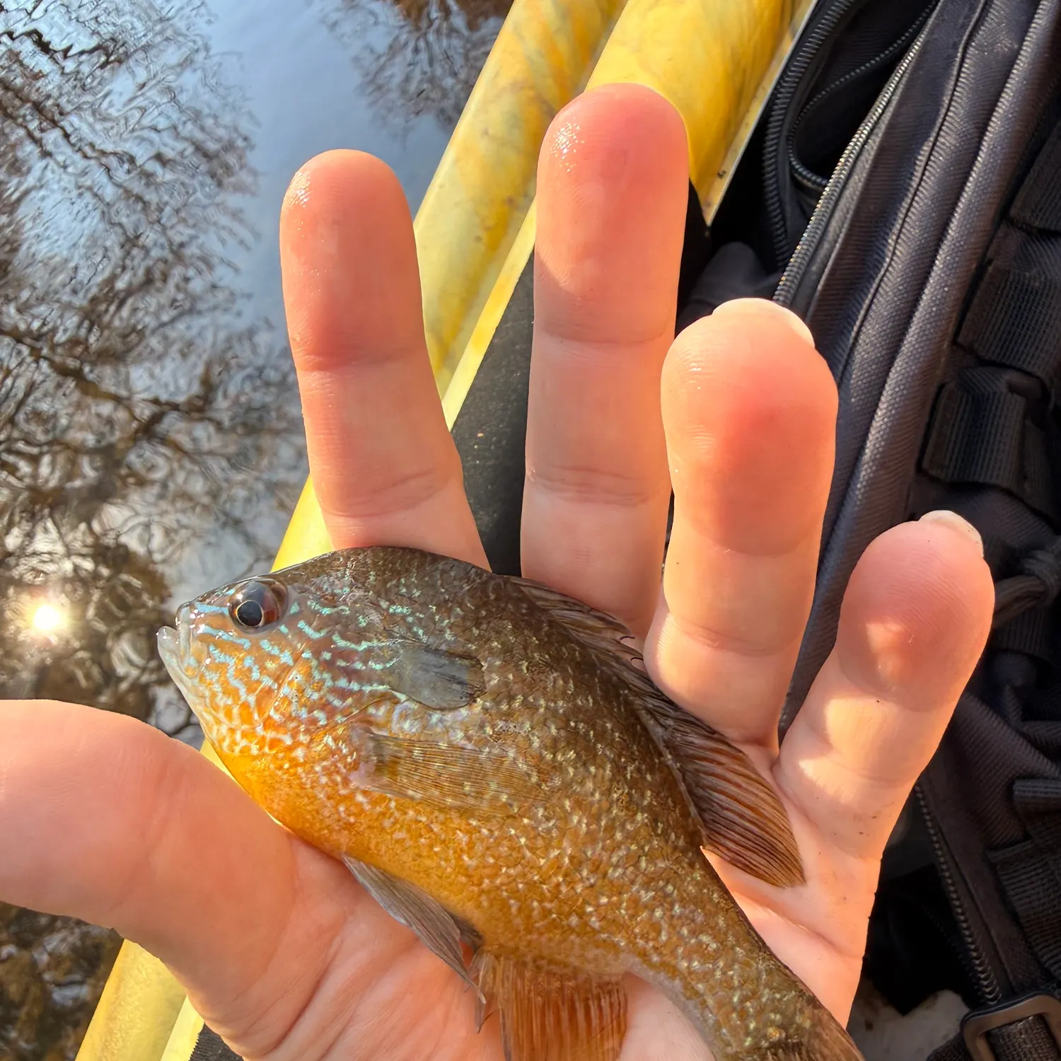 The most recent Longear sunfish catches on Fishbrain